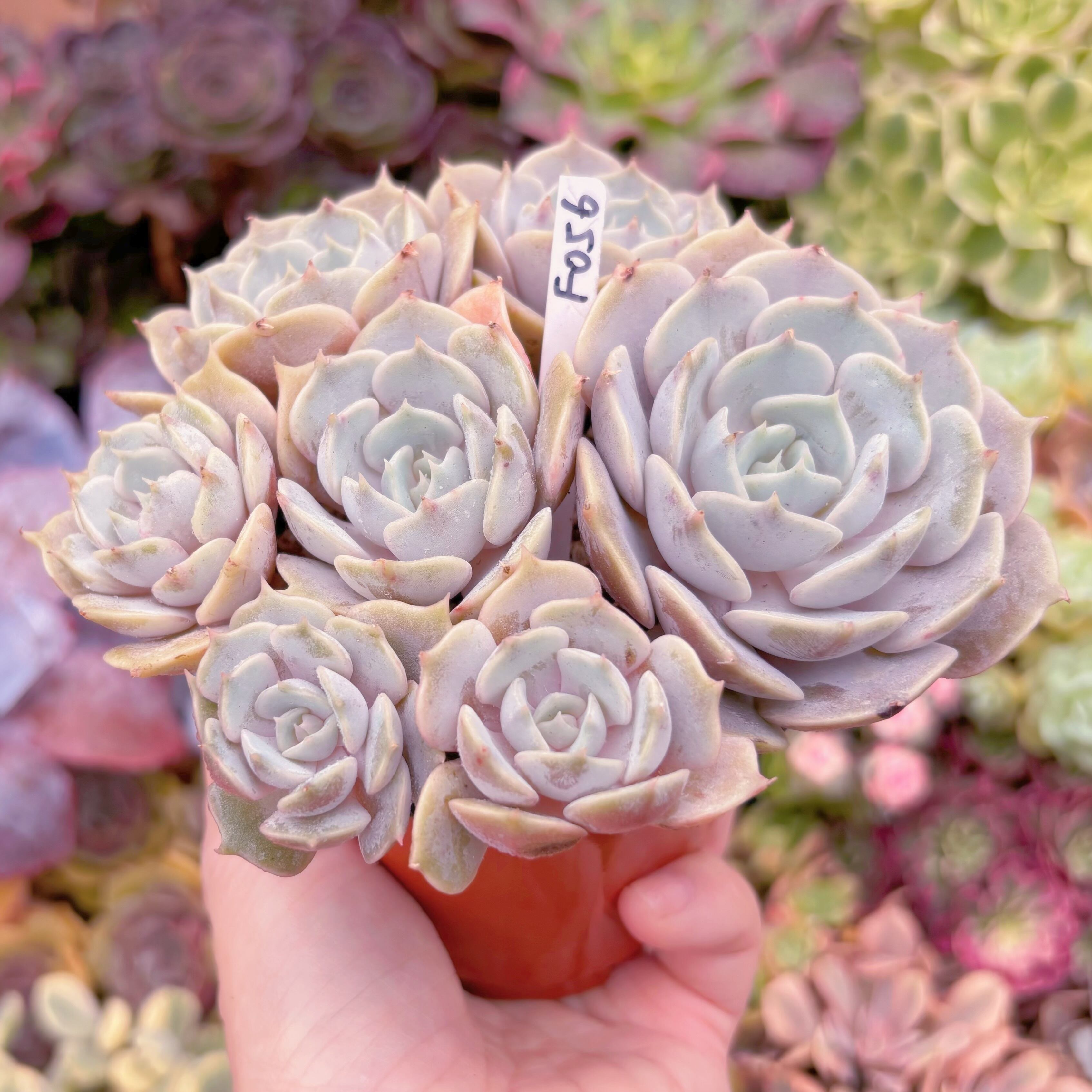 現品 ローラ#F056 大群生 新入荷 るる農園 | るる農園~多肉植物専門