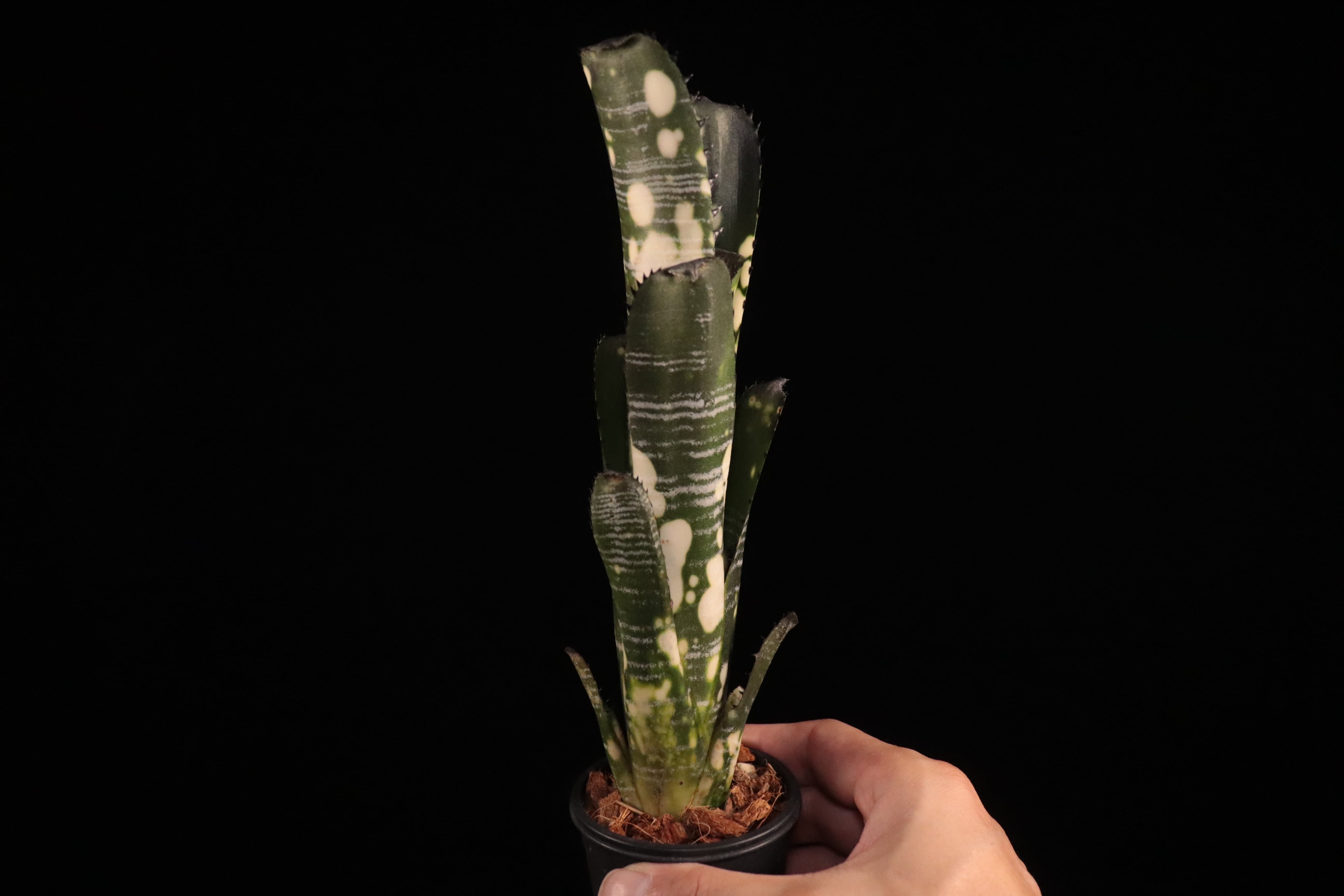 送料無料】Billbergia vittata 'Domingos Martins'〔ビルベルギア
