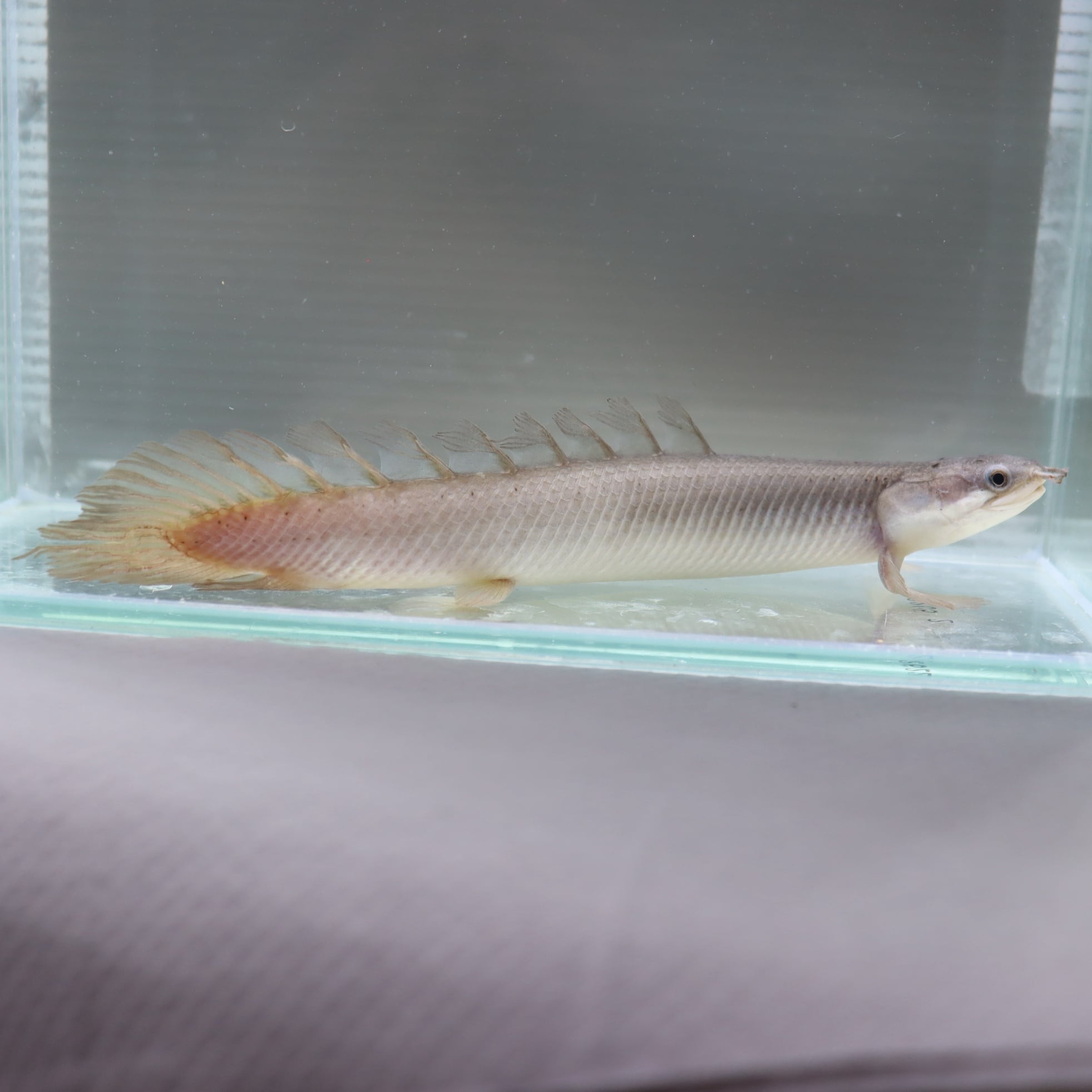 プラチナ セネガルス 12cm