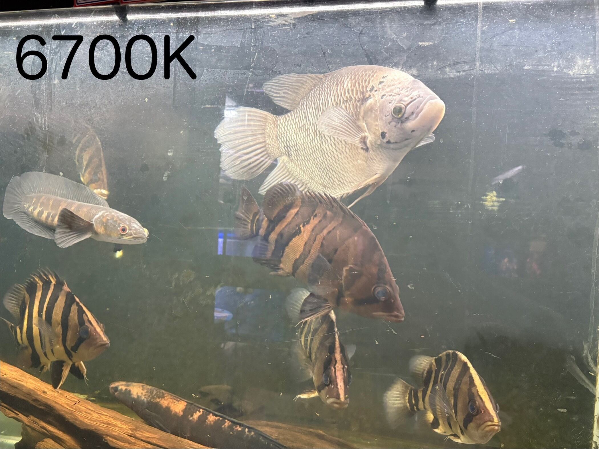 112cm 6700k》ブンキャオ タンニングライト テンニングライト アロワナ
