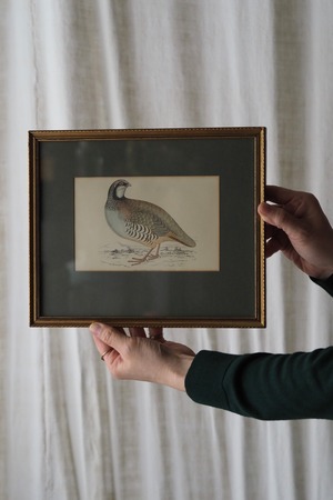 鳥の細密印刷画、額縁 No.4-vintage gold frame