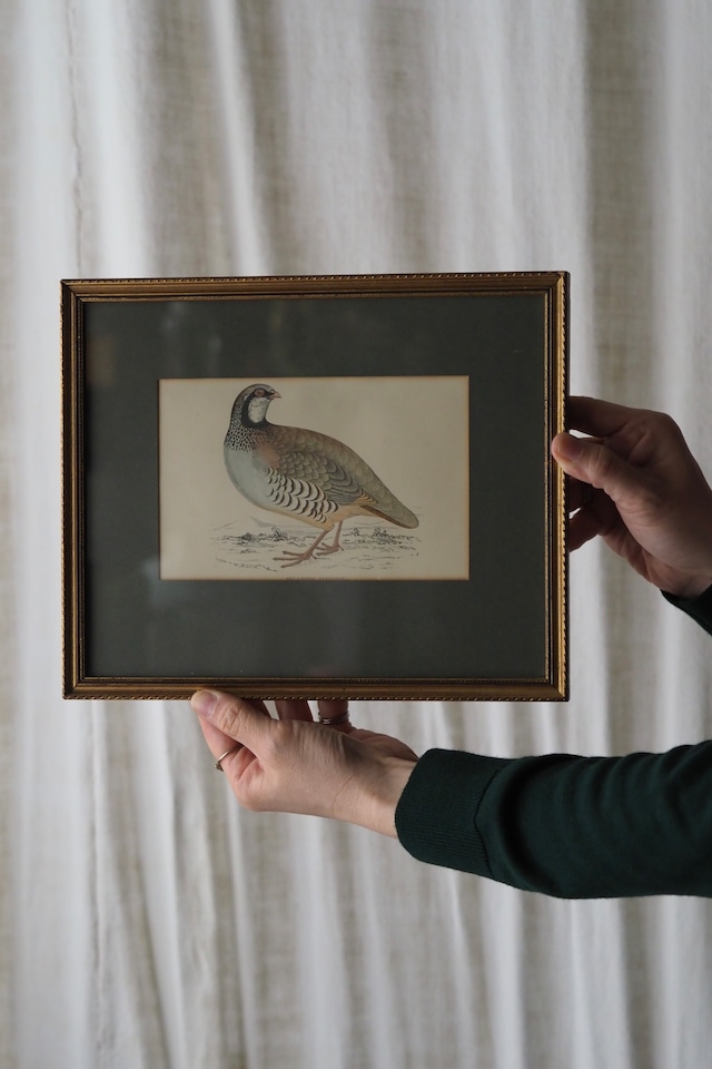 鳥の細密印刷画、額縁 No.4-vintage gold frame
