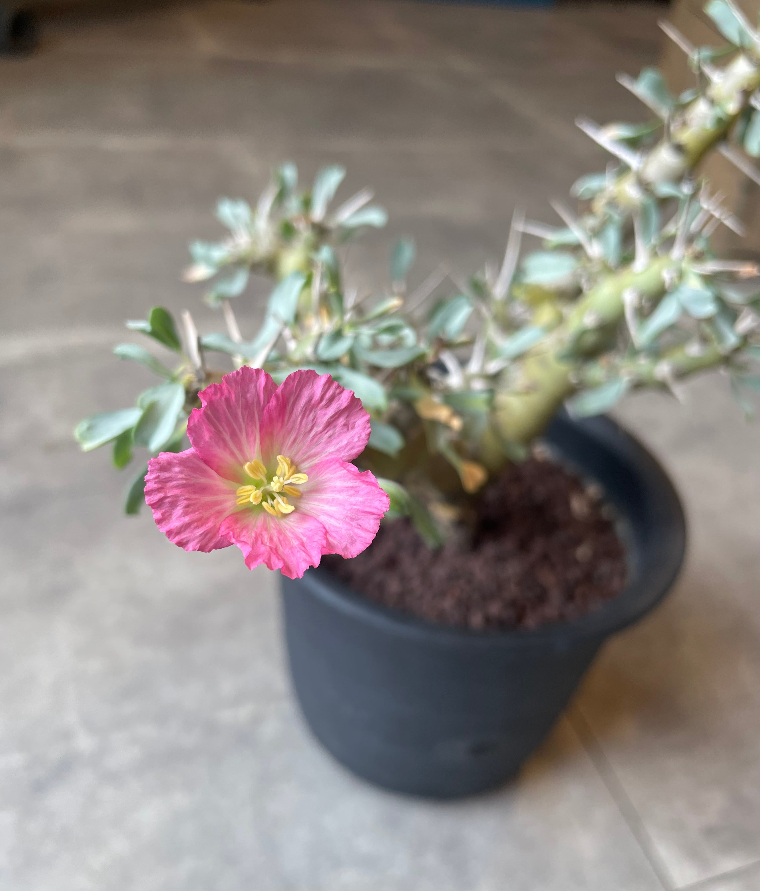Sarcocaulon patersonii【サルコカウロン・パターソニー Sarcocaulon patersonii【サルコカウロン・パターソニー