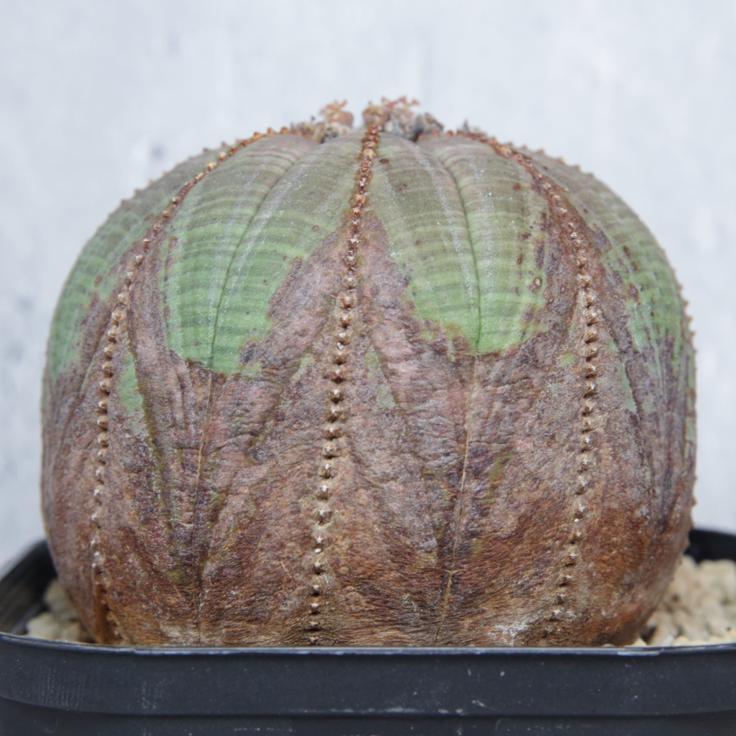 ユーフォルビア・オベサ　10稜　 美株（横幅約7.5cm）　発根済み メス株 最大幅 約7.5cm 木質化 美模様 まん丸 オベサ / ユーフォルビア