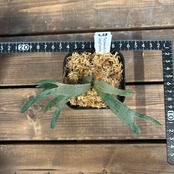 ビカクシダ ジェイドガール P. willinckii 'Jade Girl' spore【1016】