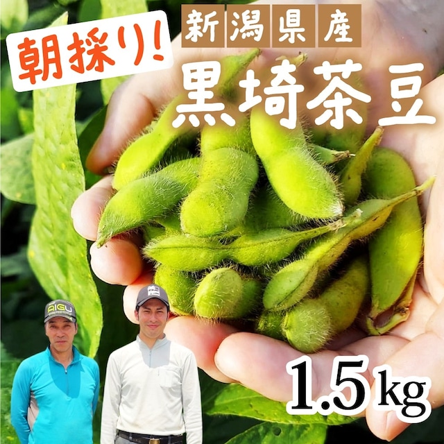 新潟県産 原田農園 とうもろこし 10本 プレミアム未来 新潟県産 送料無料 お中元 御中元 夏 ギフト プレゼント トウモロコシ 玉蜀黍 甘い 生 新鮮 スイートコーン コーン お取り寄せ 新潟 ご当地 特産 産地直送 農家直送