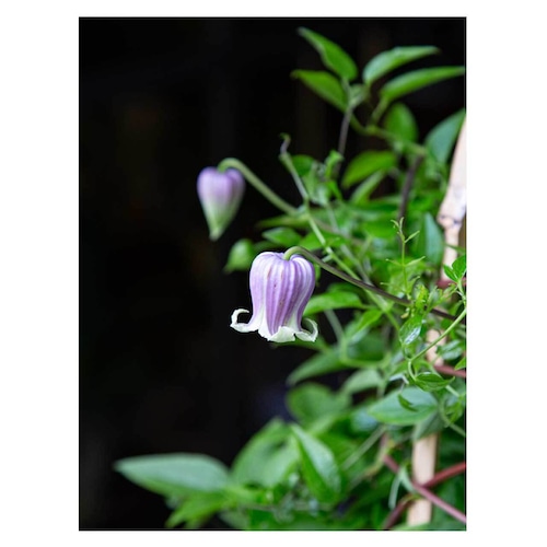 Clematis texensis 'fuji-frill"