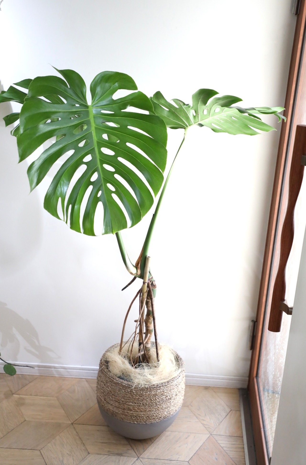 【L/155cm】【渋谷区周辺エリア配送無料】モンステラ デリシオーサ　※陶器鉢カバー別売