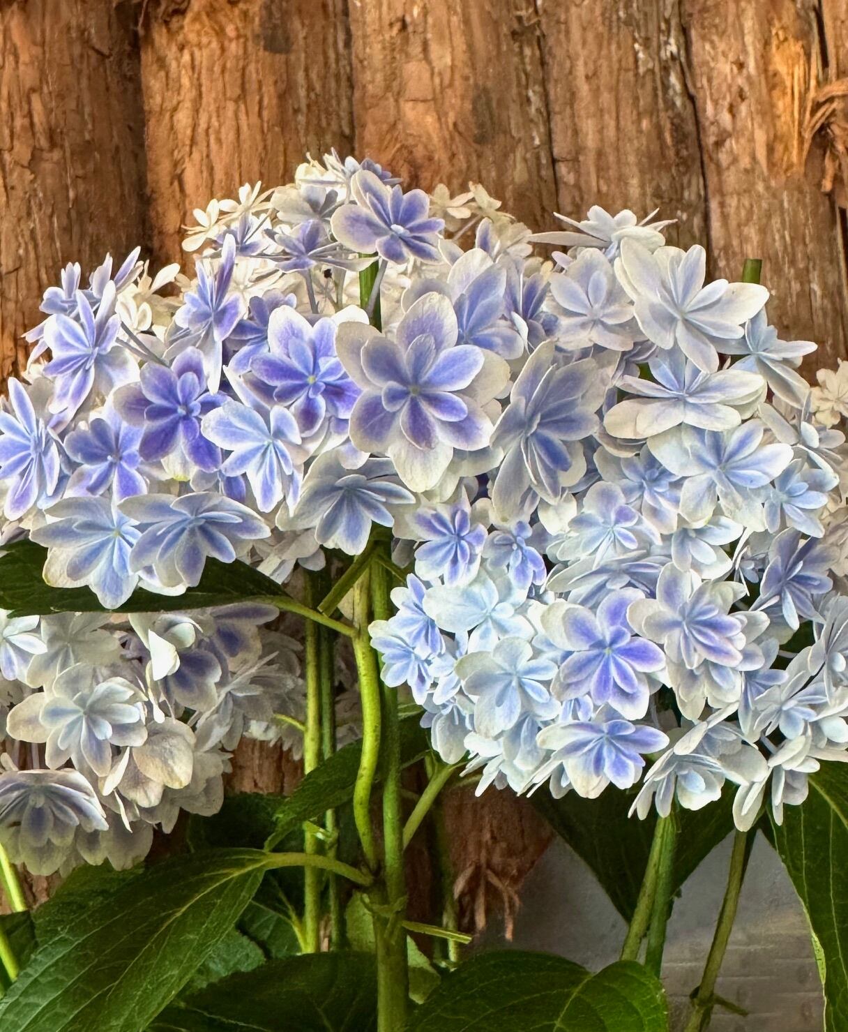 朱椿粋 ウッドペンクラクト 季シリーズ 紫陽花