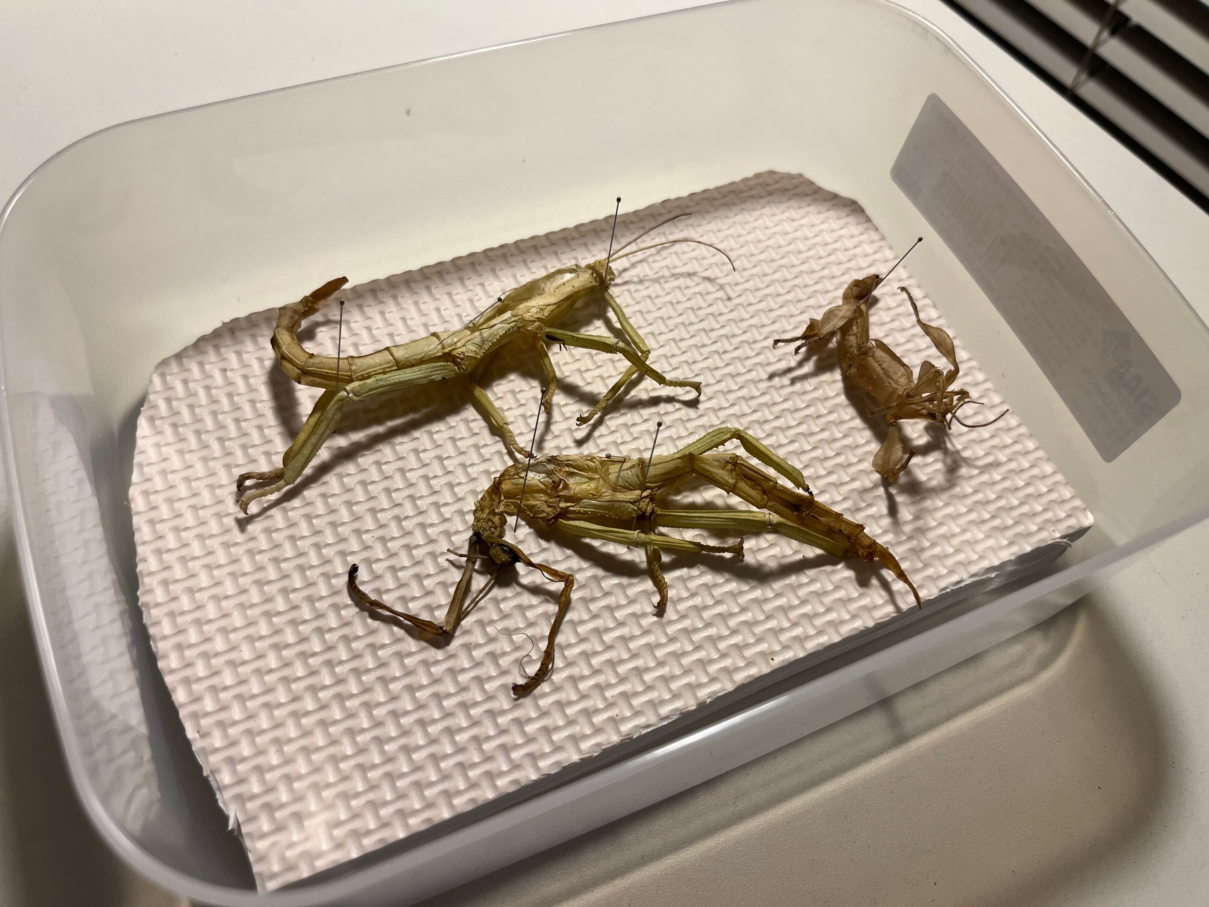 ギガンティアナナフシとユウレイヒレアシナナフシの標本脱皮殻