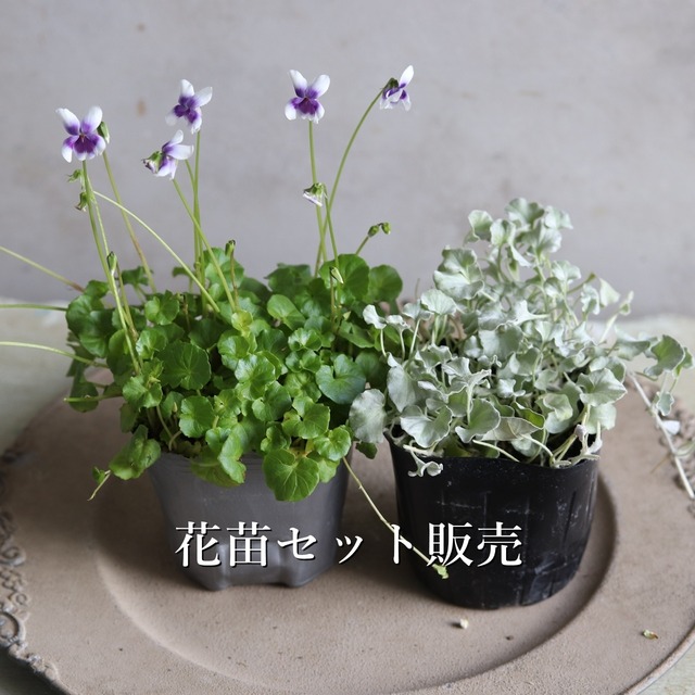 花苗セット：秋冬のお花で寄せ植え｜届いてすぐ玄関に植えこみする 　　パンダスミレとディコンドラ
