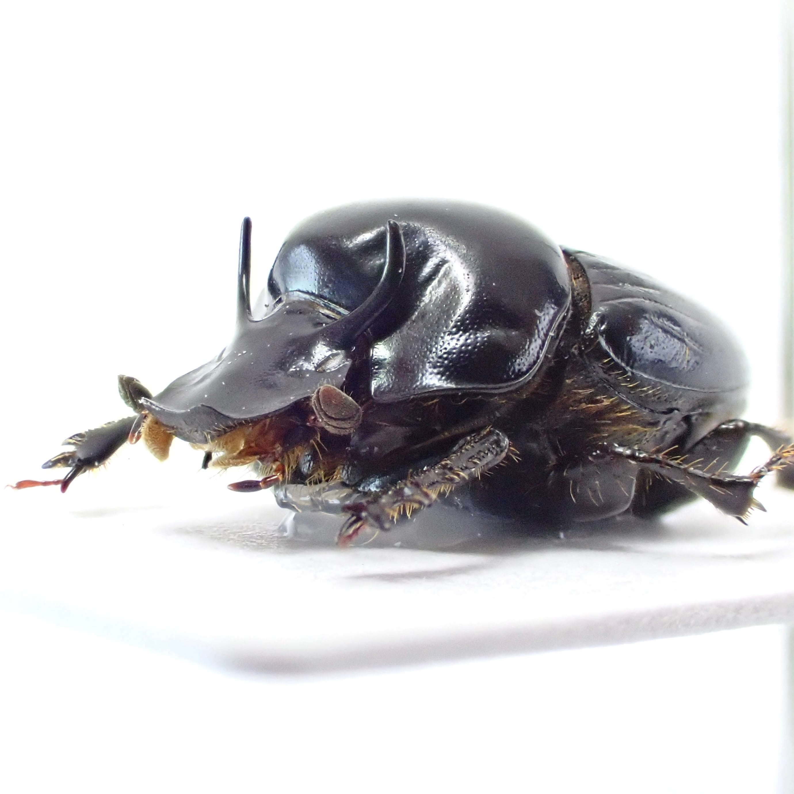 エクアドル産 Onthophagus curvicornis ♂♀ 10mm/9mm | 昆虫標本