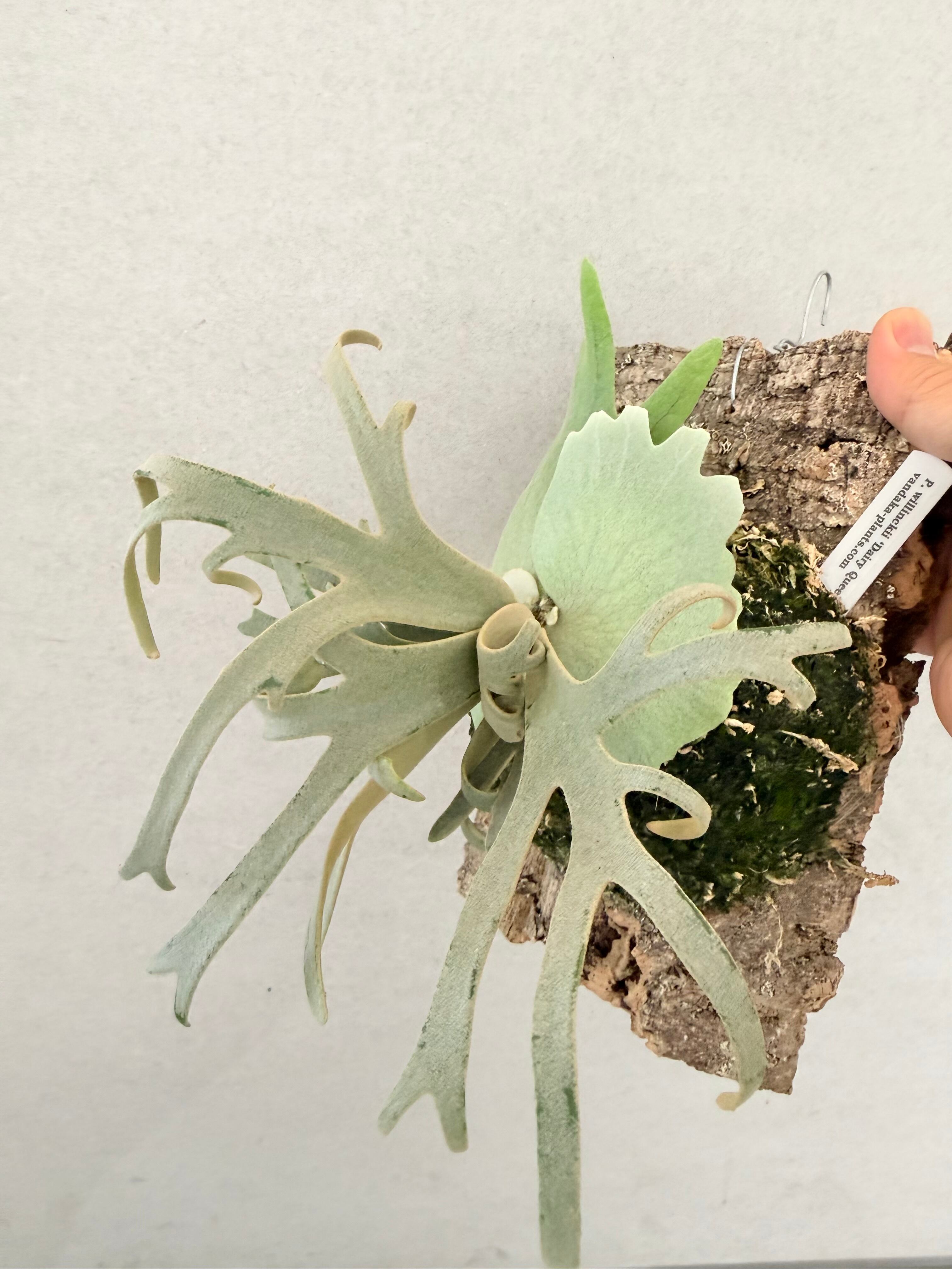 a) P. willinckii 'Dairy Queen' ビカクシダ ウィリンキー 'デイリー