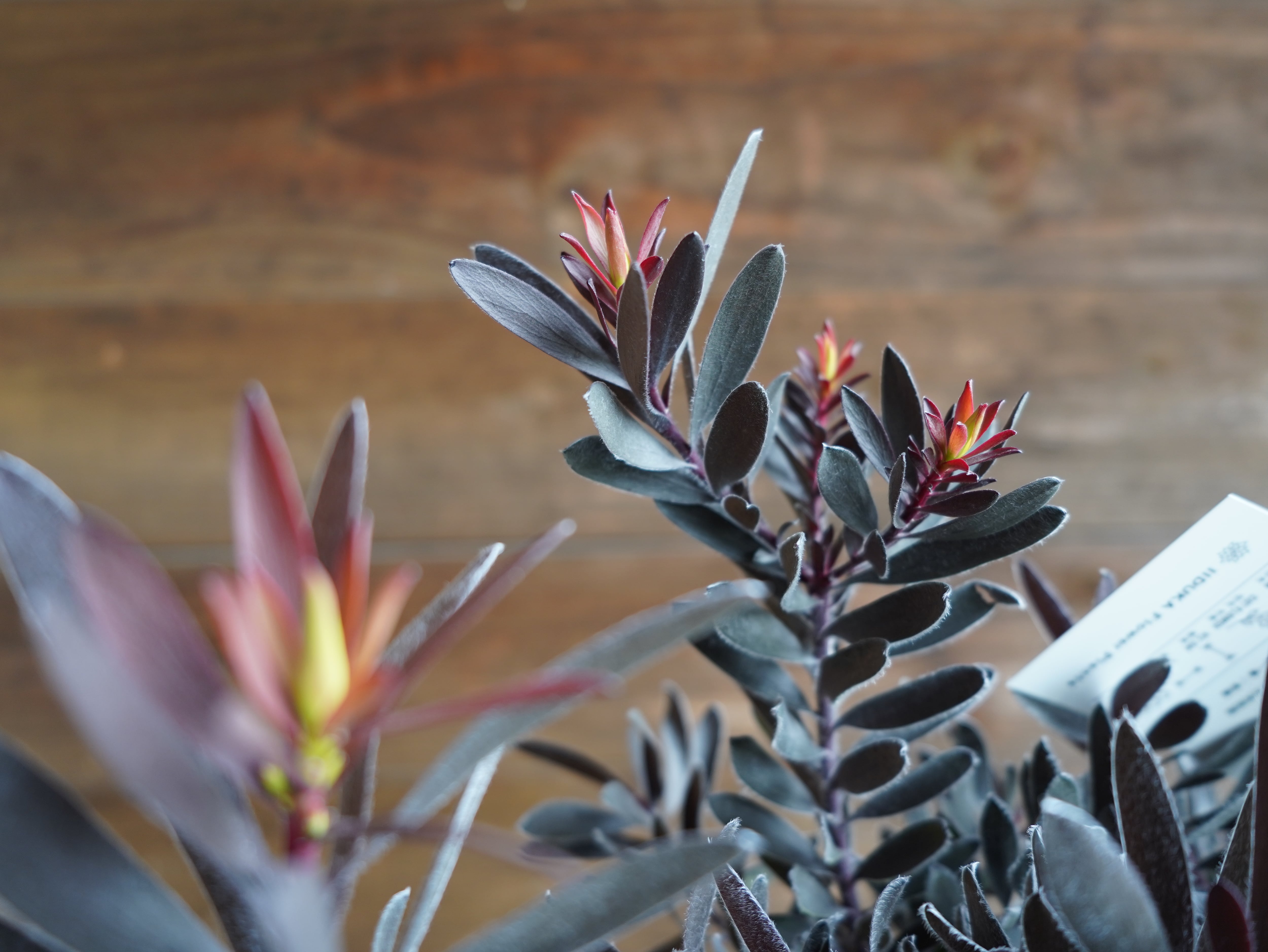 【現物】リューカデンドロン ”デュリフ” B