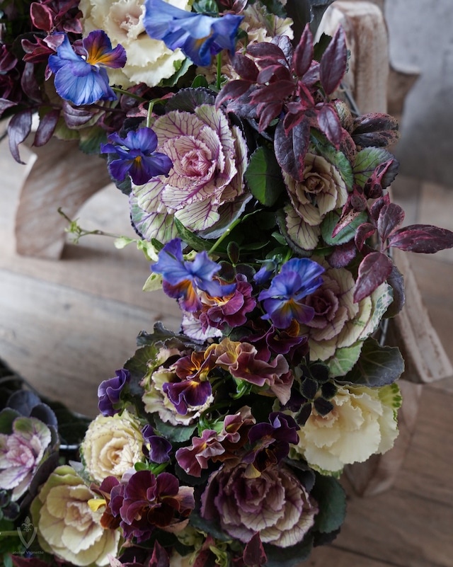 【送料込み・植え込み】アンティークホワイトハボタンと青系ビオラのリース40cm