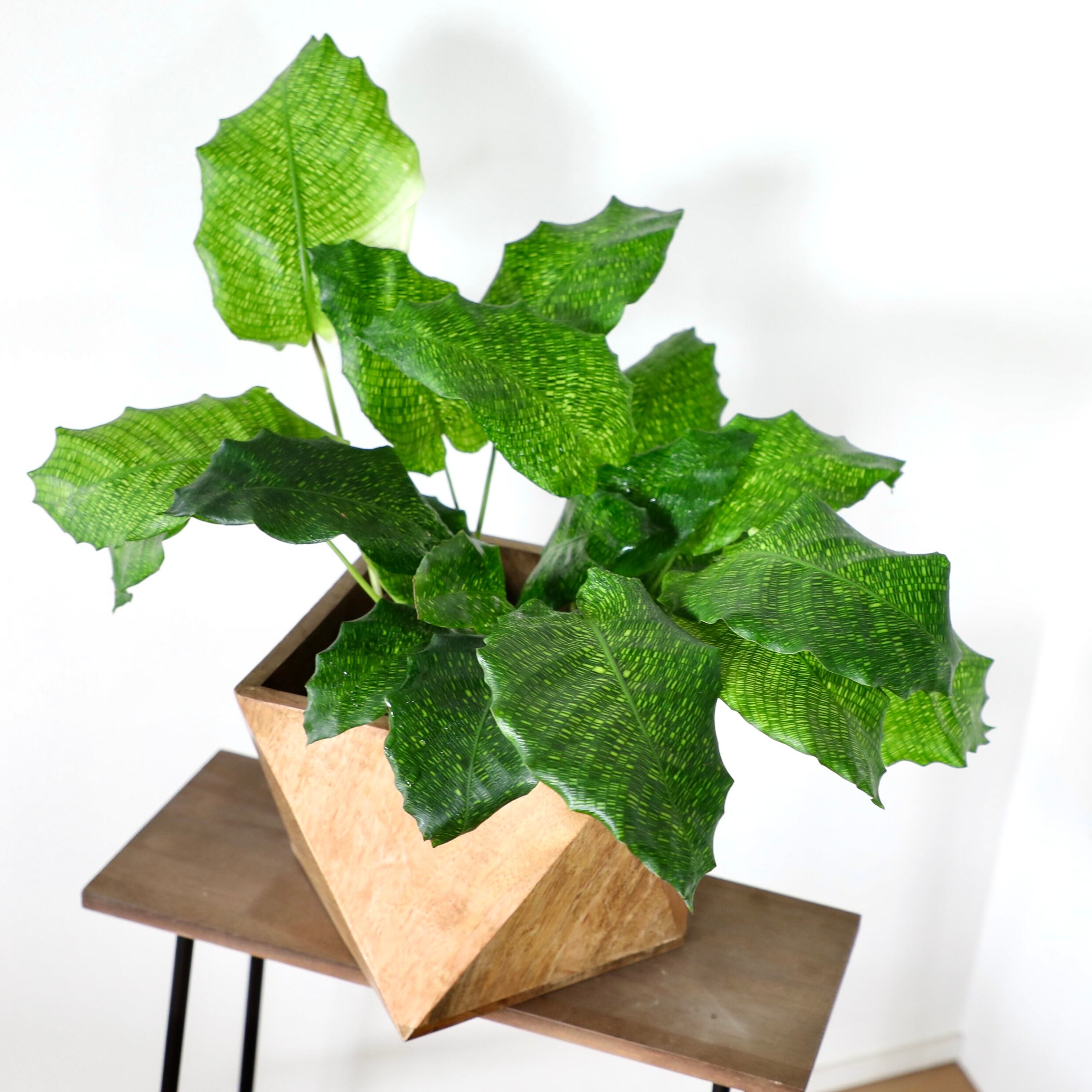 ◎＿◎；）☆斑入り カラテア・ムサイカ☆Calathea musaica variegated