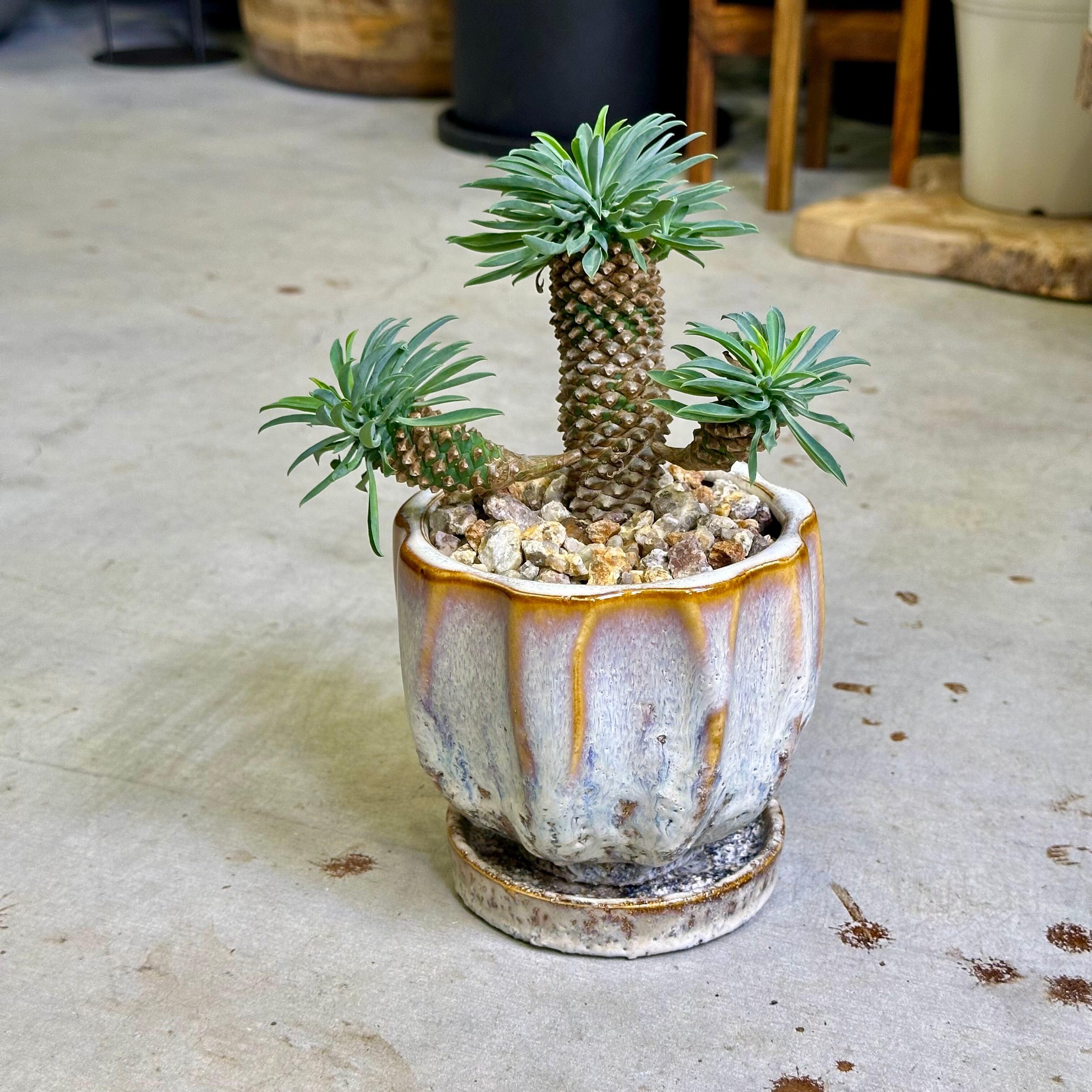 パイナップルコーン（ソテツキリン） | barrelplants_BONSAI