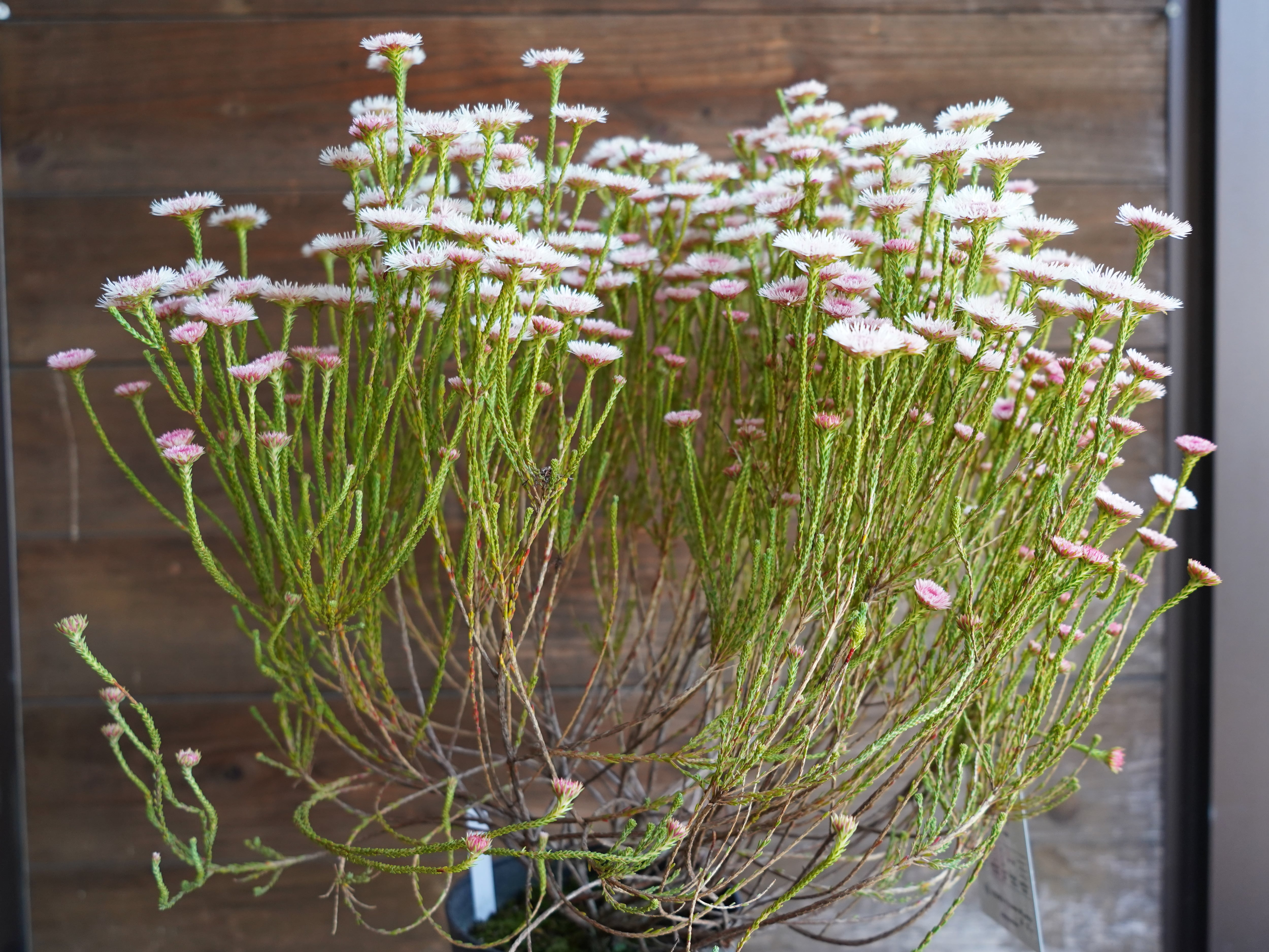 【現物】アクチノジウム　”シャトルデイジー”　C