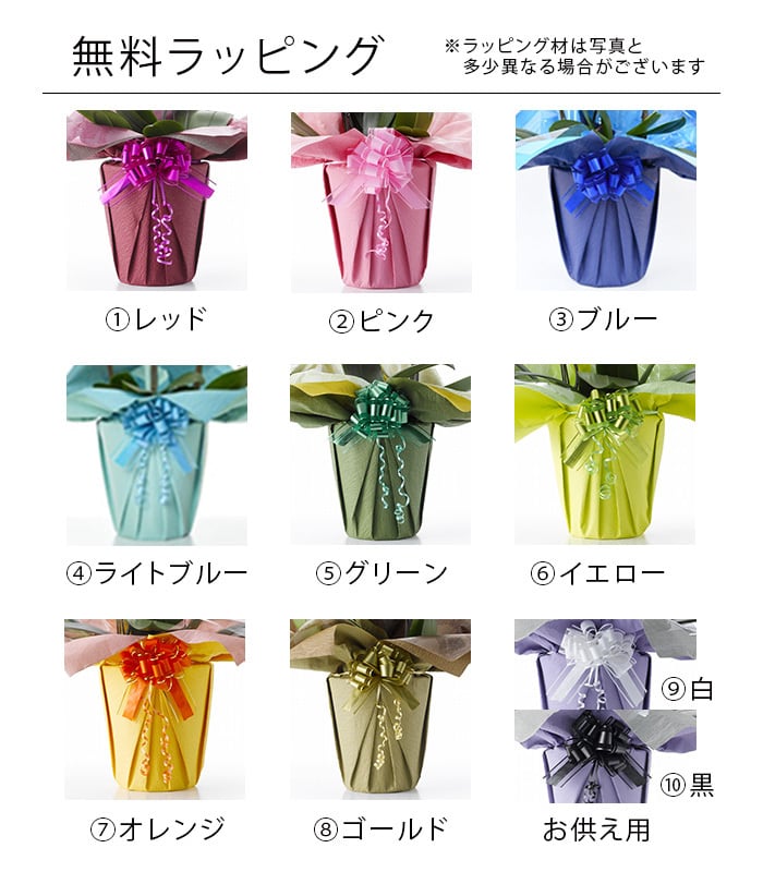 大輪胡蝶蘭 5本立 45輪以上 MIYABI オレンジ | Tokyo small gift