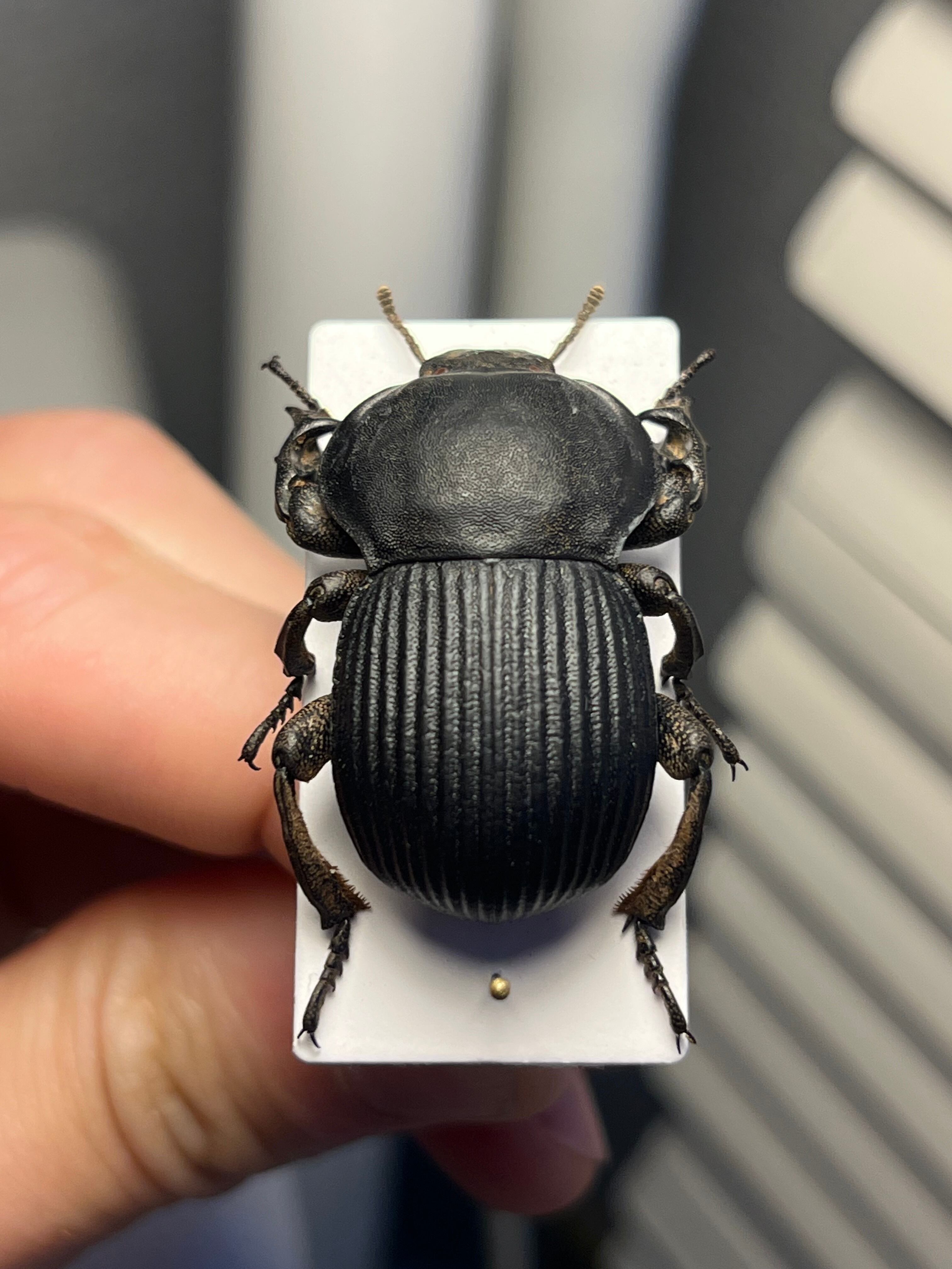 象虫標本】マッシブなゾウゴミムシダマシAnomalipus elephas ゾウムシ
