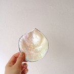 シルバーなふちのシェル