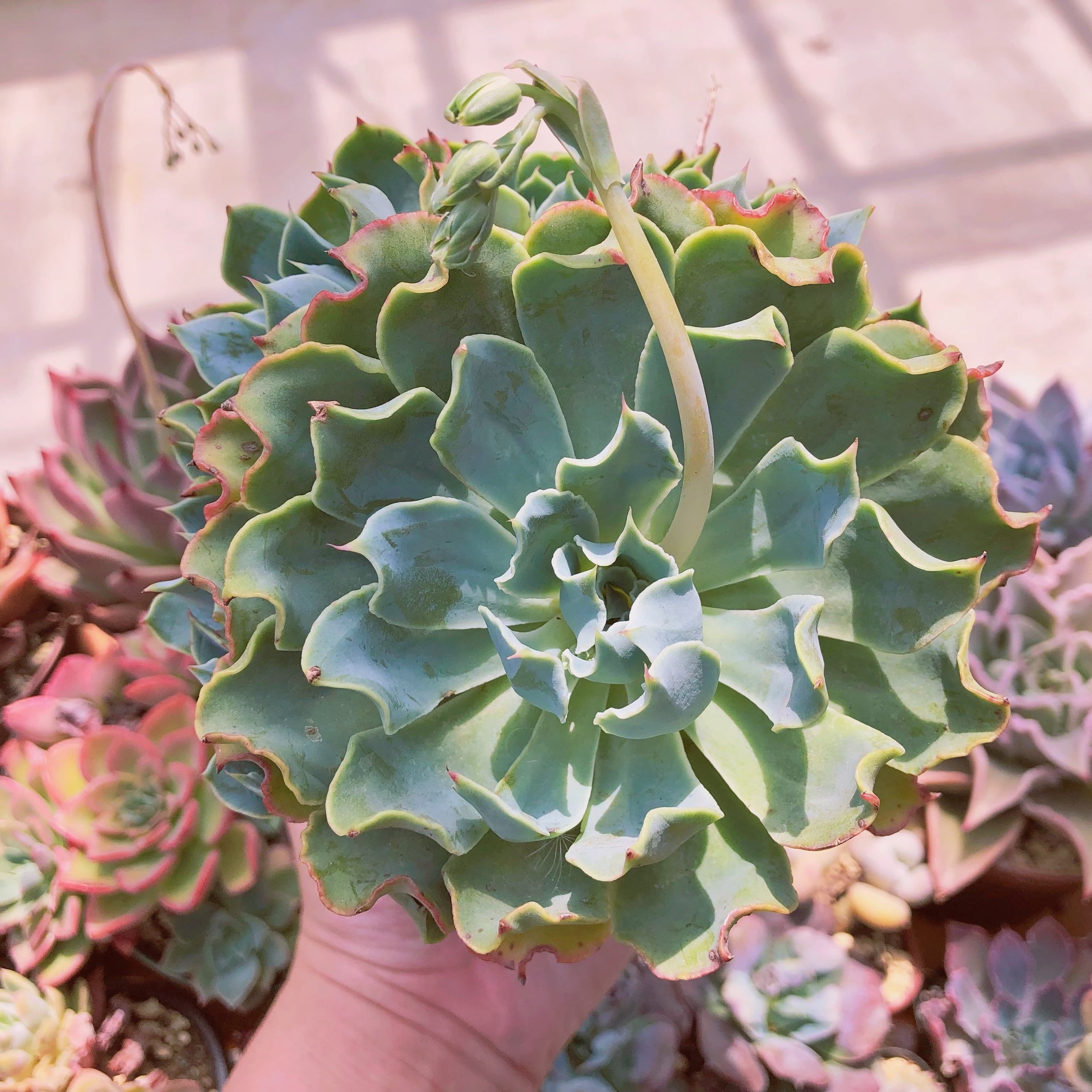多肉植物 Tsunami 大群生 | るる農園~多肉植物専門