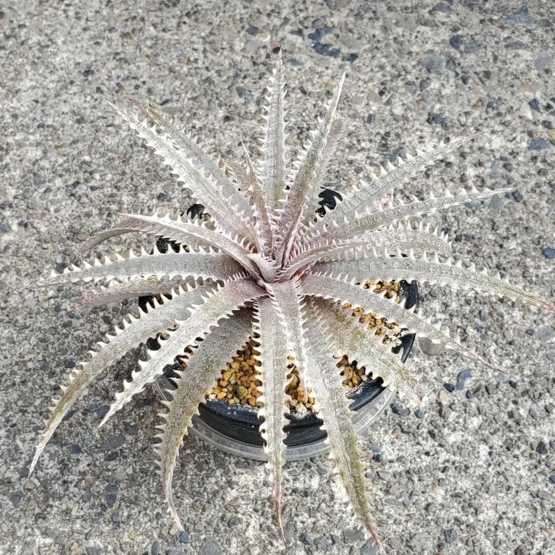 Dyckia（ディッキア） | レアプランツ通販サイトPlants Maniax