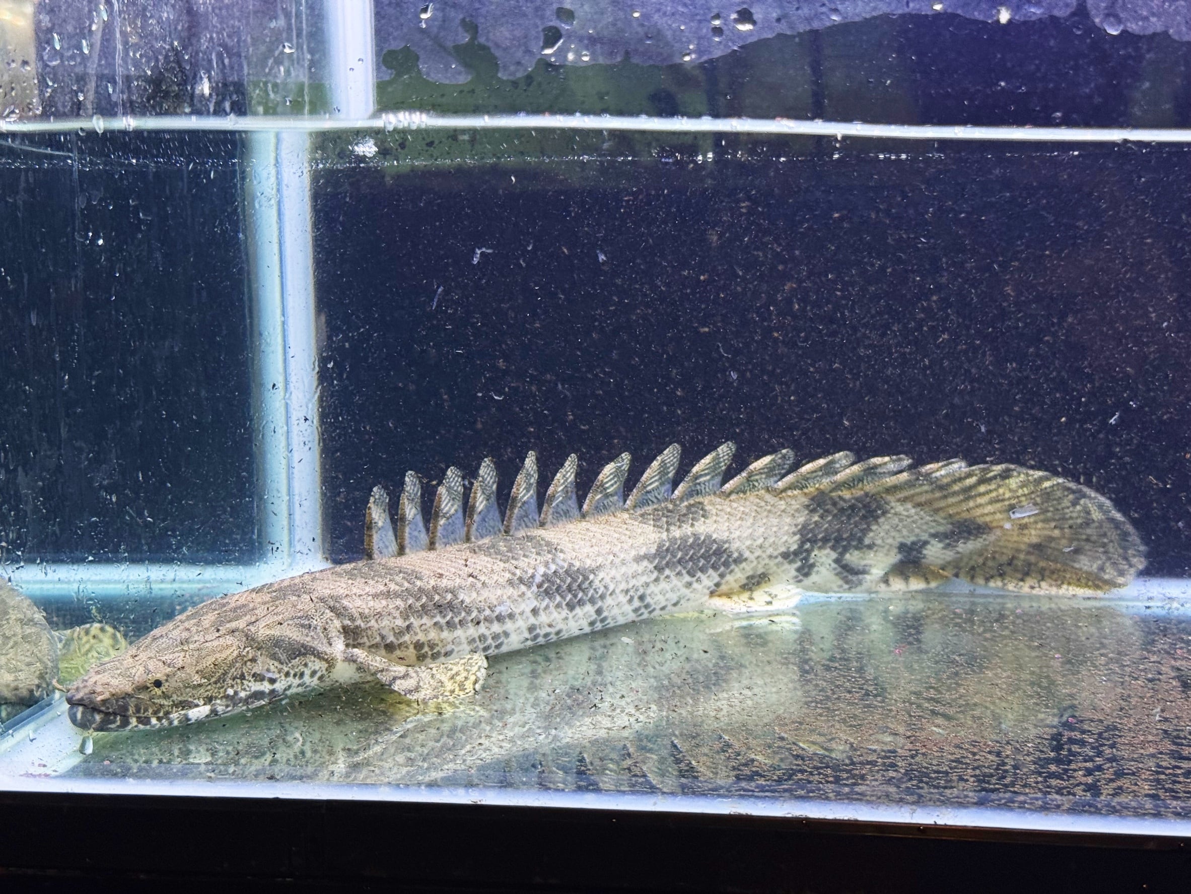 フラワートーマン 30㎝前後 | アクアショップ ビリーケン オンラインストア