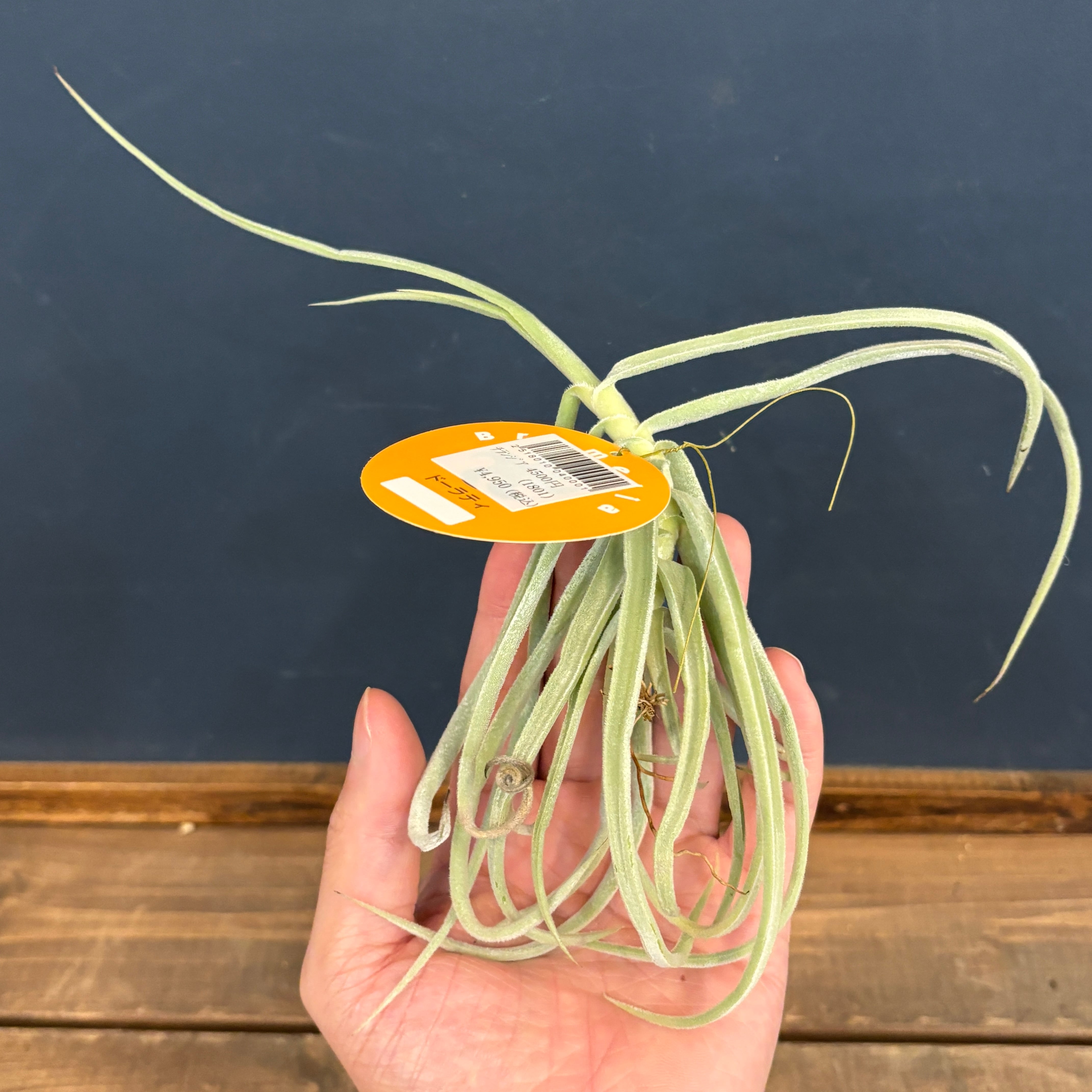 チランジア ドーラティ(ドゥラティ)【539】