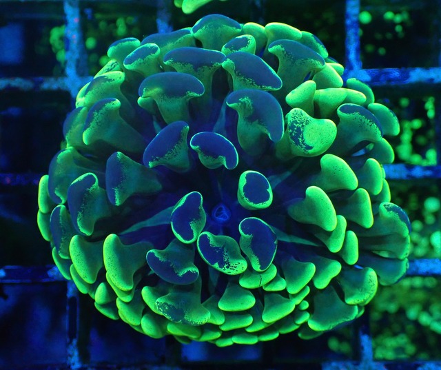 初輸入 ParaAncora MerbleCanaryYellow(黄緑色) 1
