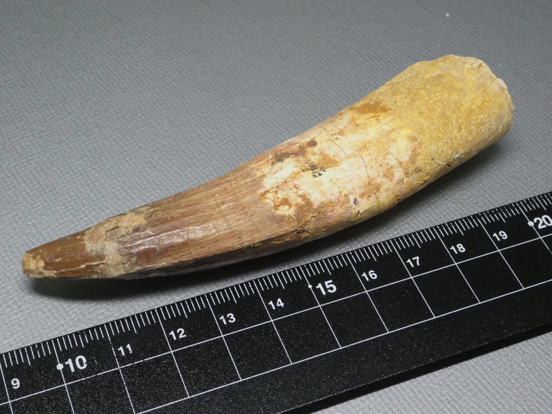FOSSILS / 化石 | 化石・隕石・鉱物の販売 JURASSIC! (ジュラシック