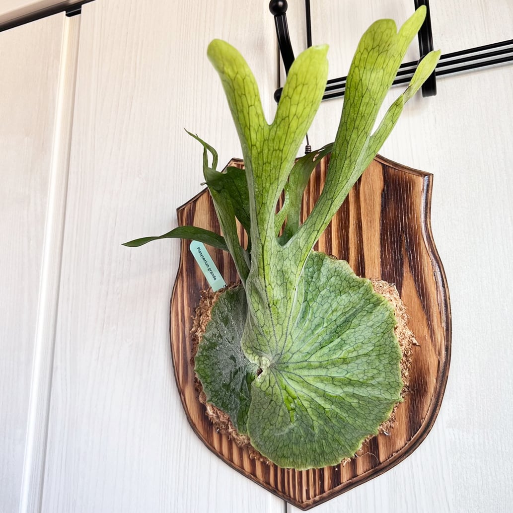 ビカクシダ グランデ 板付 【観葉植物 壁掛け コウモリラン