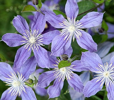 アラベラ - 'Arabella’ - インテグリフォリア系 10-2