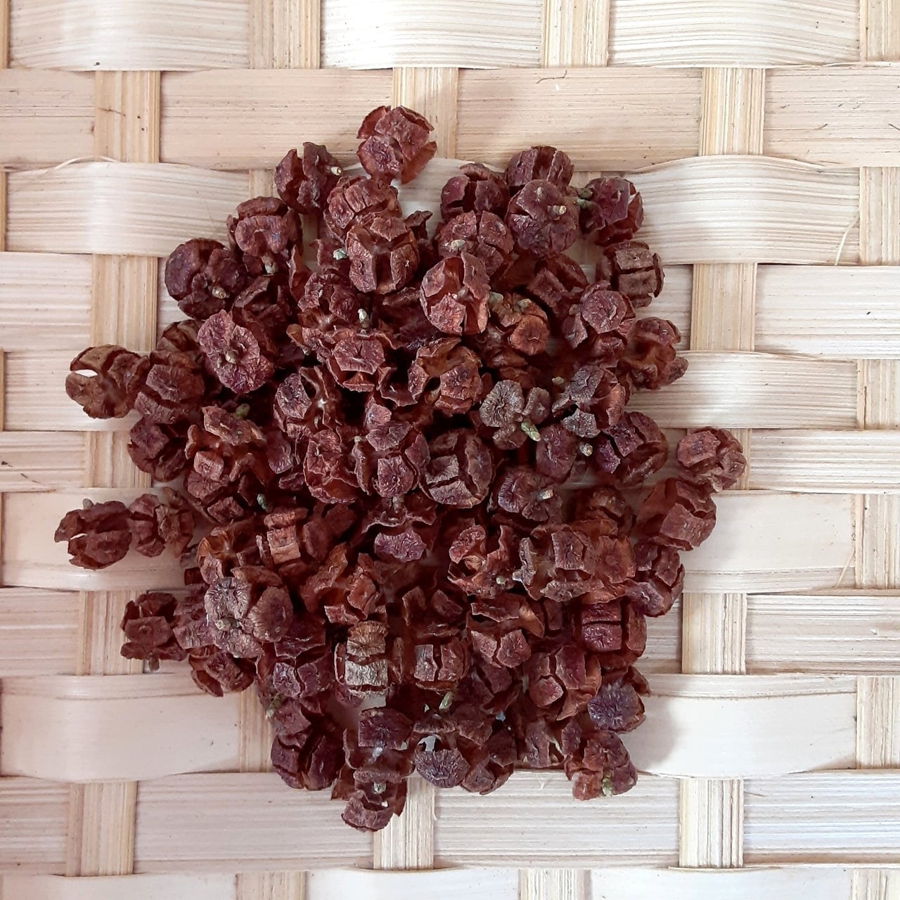 ヒノキの実 ヒノキの実 20g | 木の実通販の shop.木の実