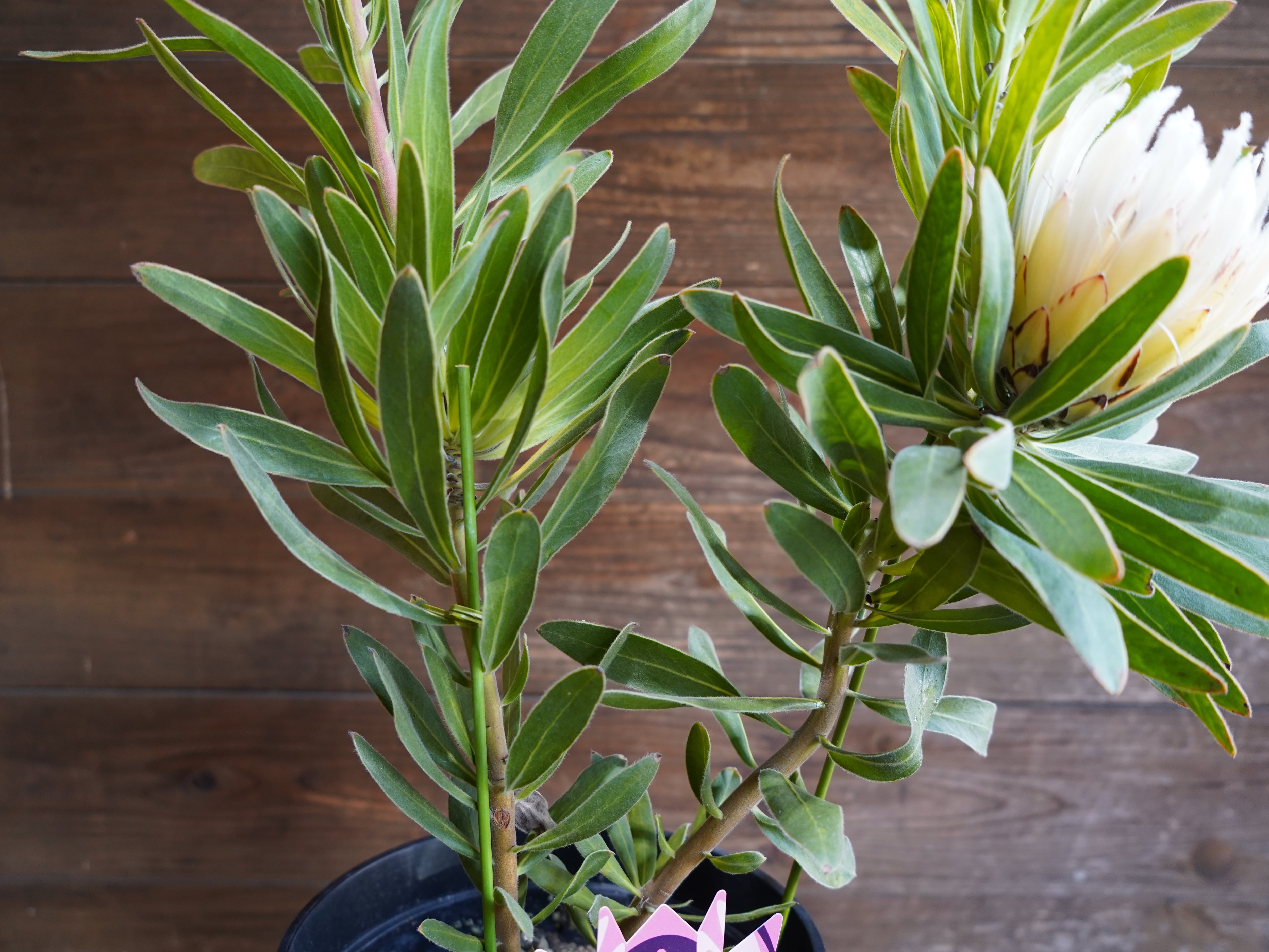 【現物】プロテア "オーストラリスアイス"