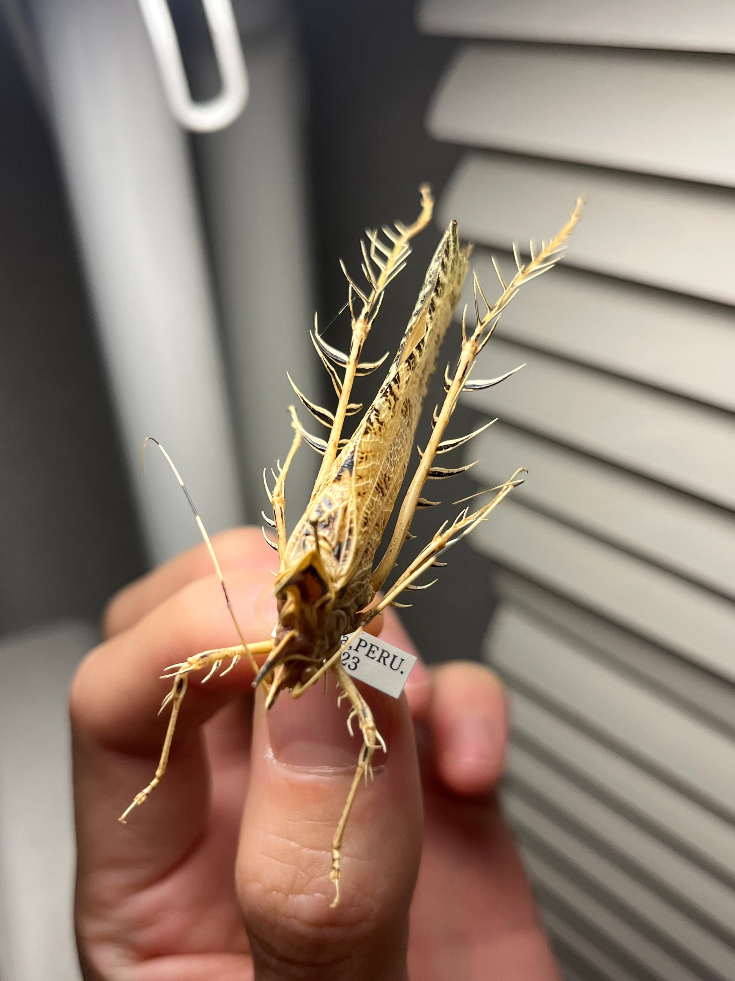 サルオガセギスキリギリスカマドウマバッタ直翅類コロギスリオック