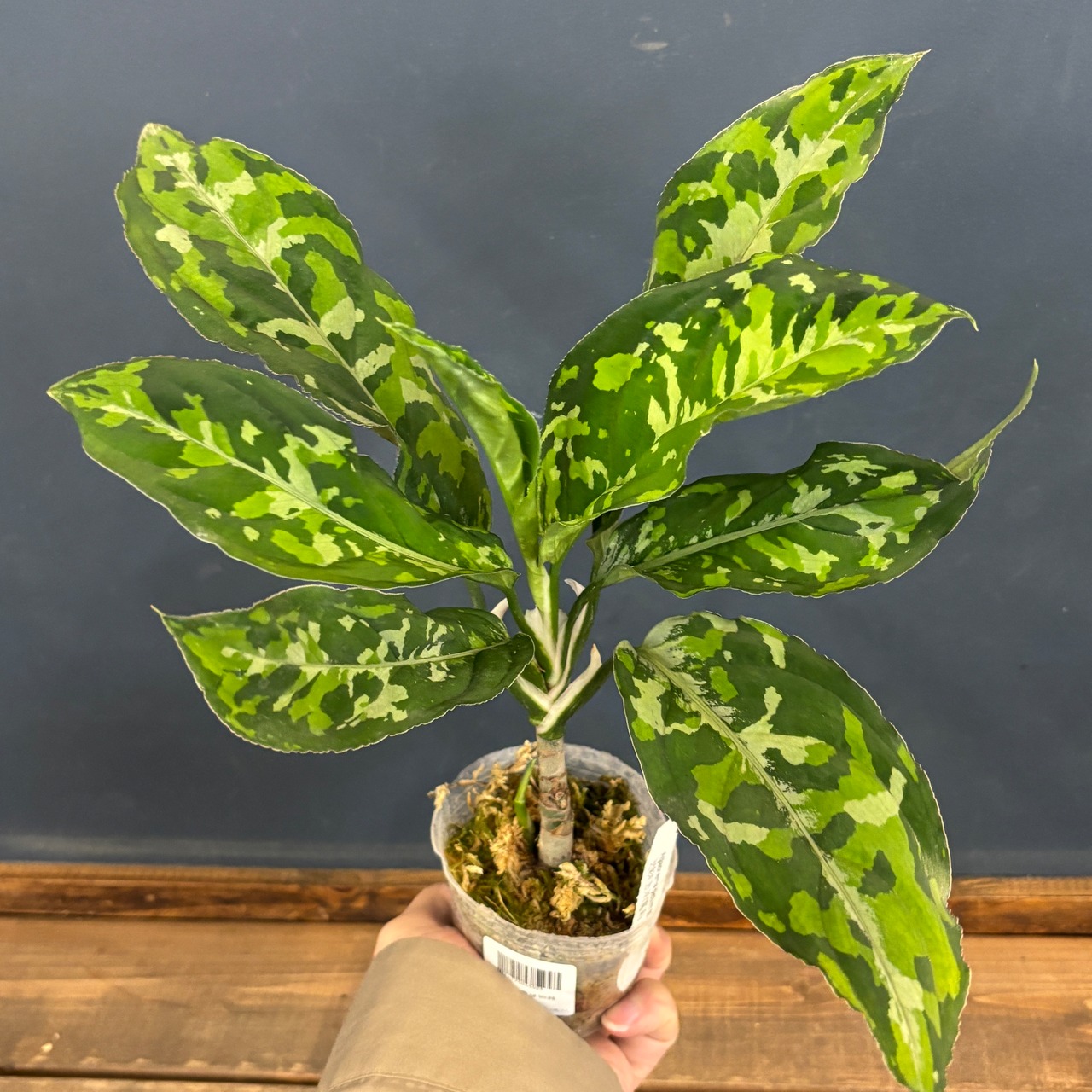 アグラオネマ ピクタム トリカラー ワイド【885】