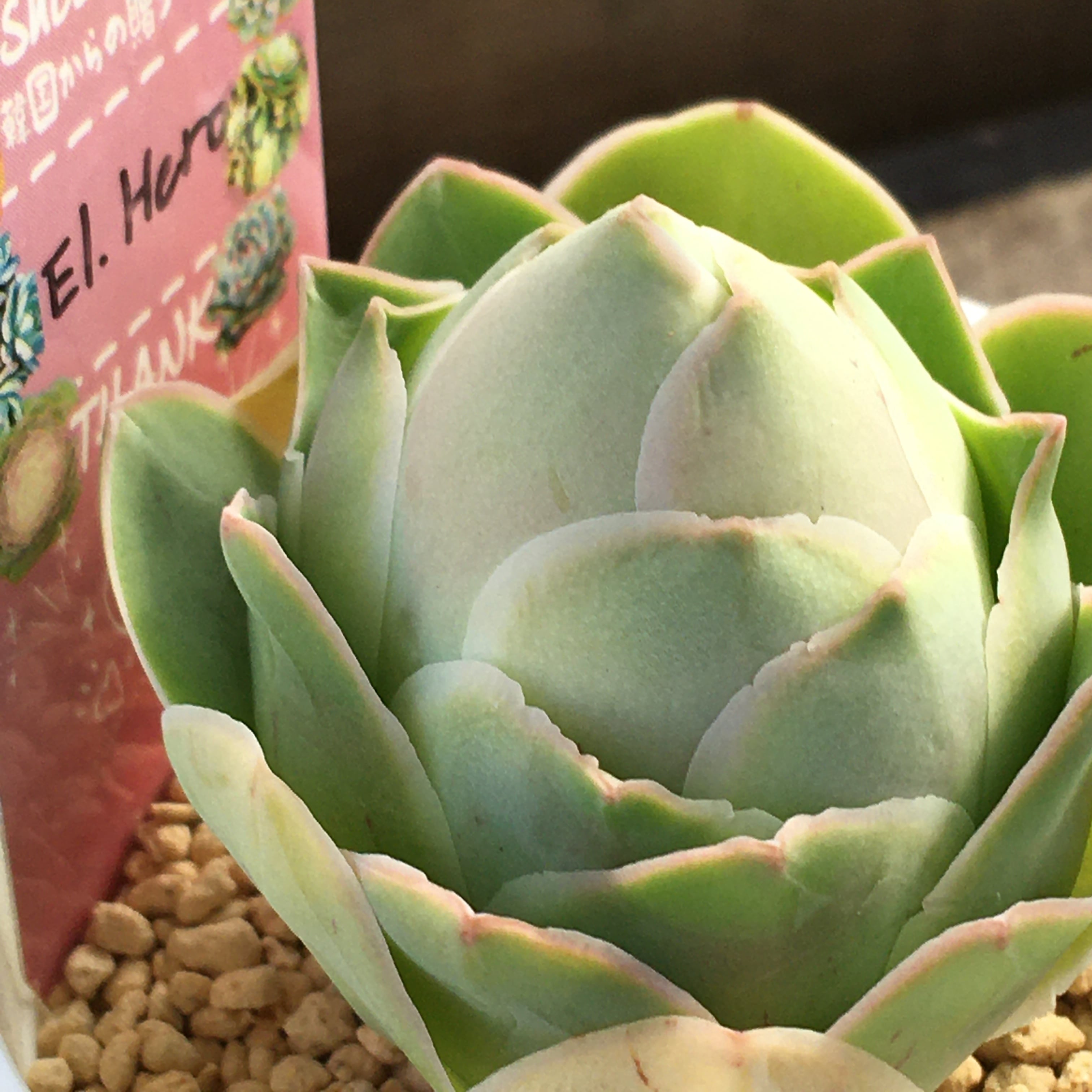 EI.Hero 韓国苗 | RuPo 多肉植物専門店