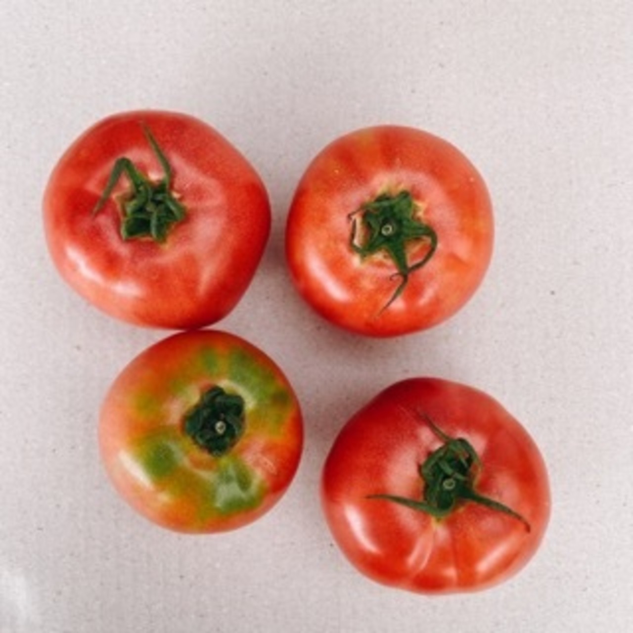 期間限定　新鮮桃太郎春トマト　大玉１６個入　４.5㎏以上　４０００円