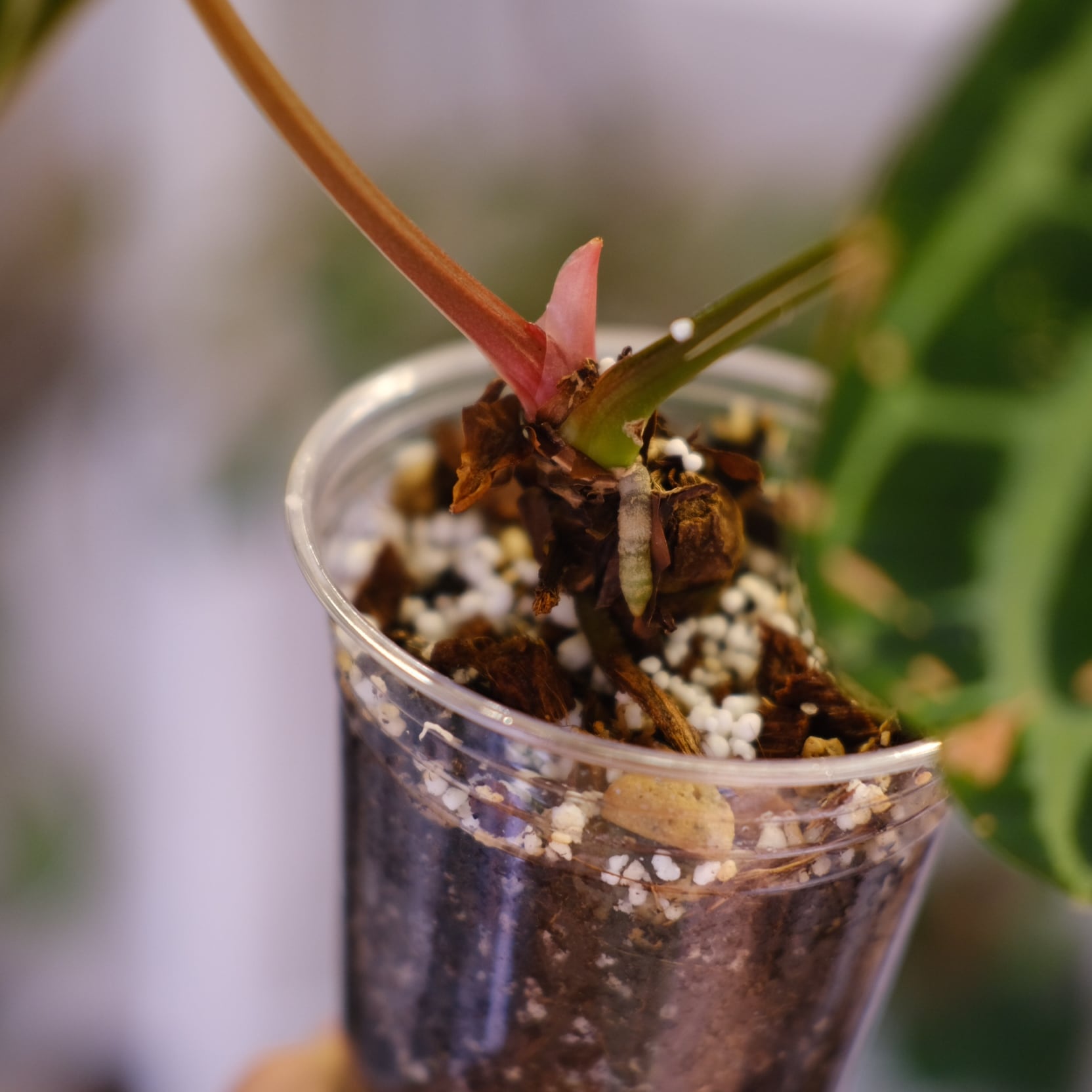 Anthurium Carlablackiae / アンスリウム カーラブラッキー⑫