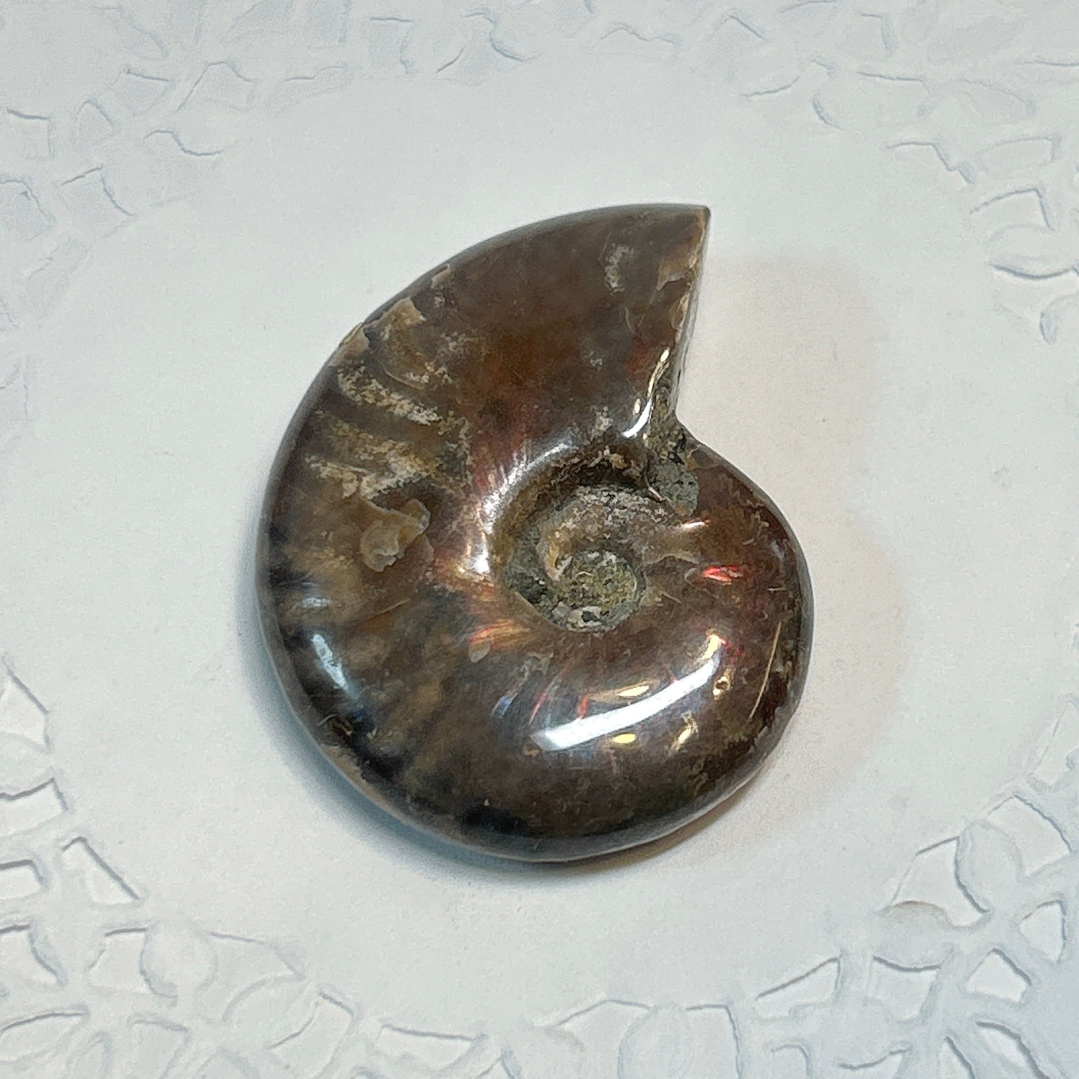 化石]アンモナイト（菊石） | クリスタル・ワールド御徒町店