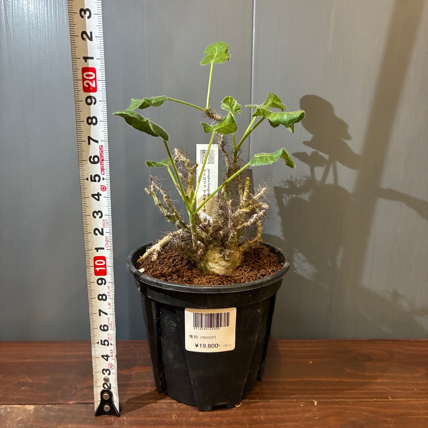 新着3日限定10%OFF】ヤトロファ マルギナータ【753】 | PROTOLEAF