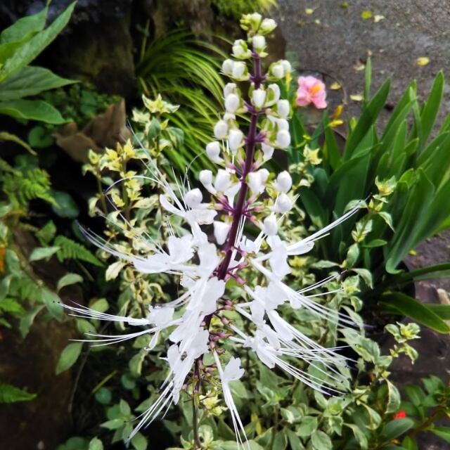 斑入りネコノヒゲ10 5cmポット苗 Hanazukin 花ずきん 農家直送の花苗 シンビジュームの花束