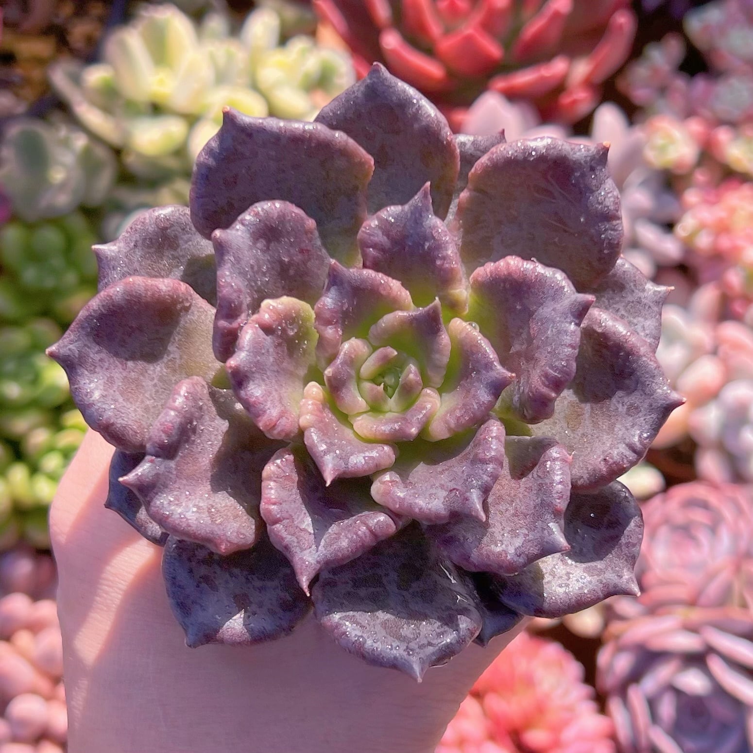 多肉植物　ブラックマディバ　新入荷　るる農園