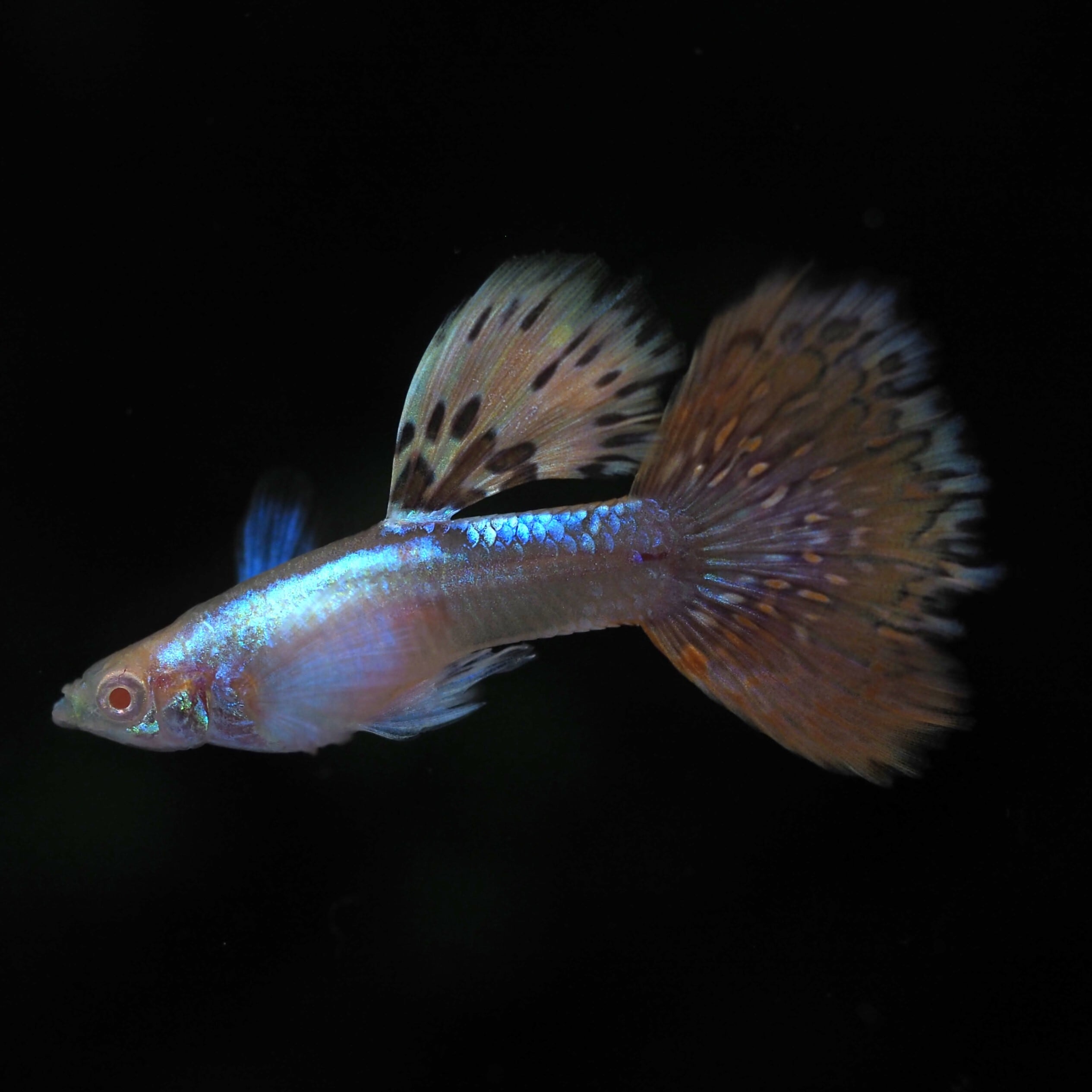 国産　稚魚　ダンボ　プラチナ　レッド　タイル　グッピー(リボン1ペアとノーマル1ペア) 熱帯魚 RREAプラチナレッドモザイクダンボ 1ペア | 伊豆グッピーファーム