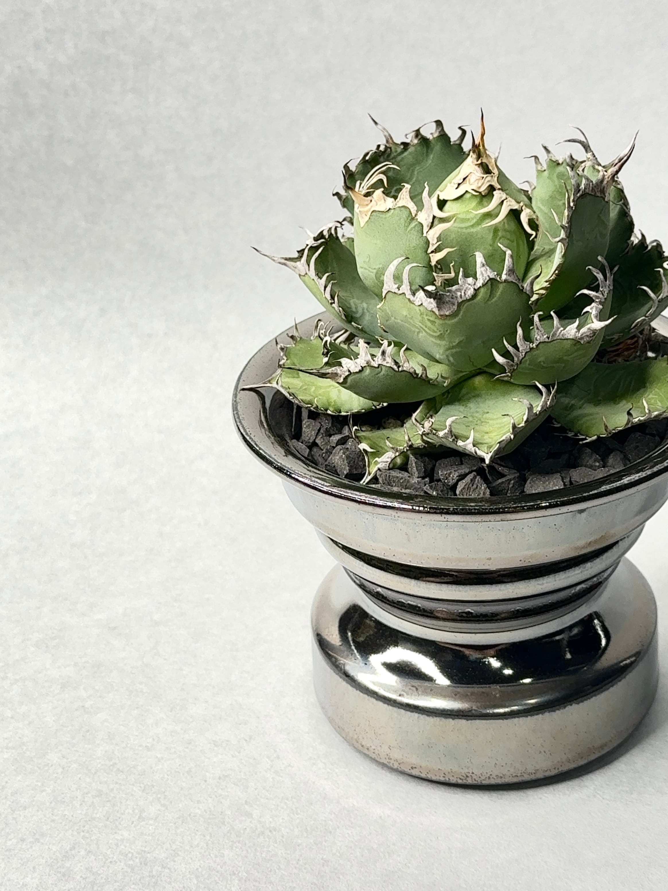 アガベ・フィリグリー | trigger