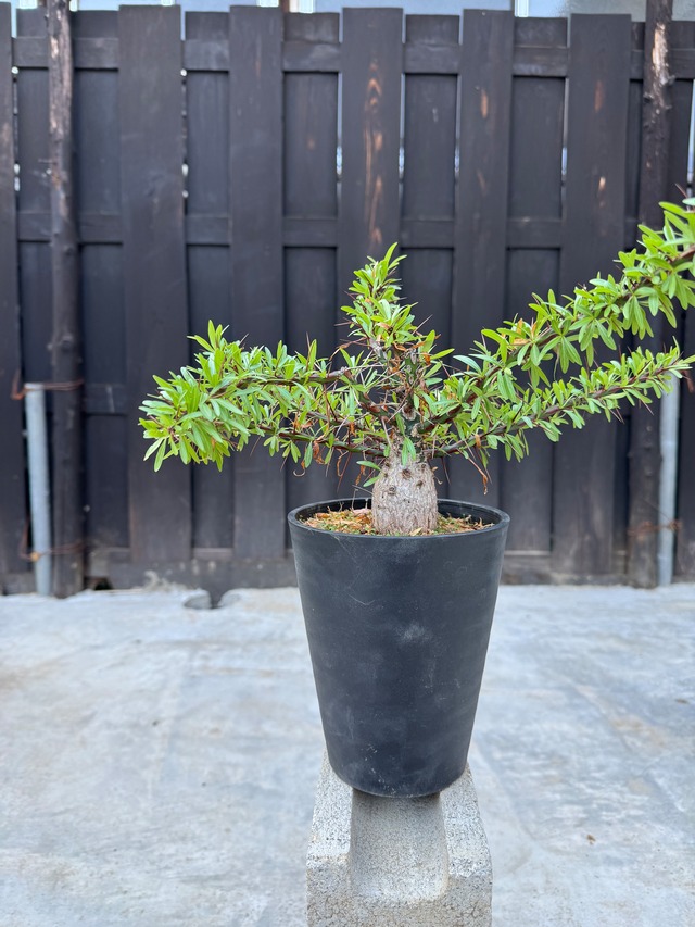 【新着】Fouquieria purpusii【最高峰の枝振りと塊根部】フォークイエリア プルプシー