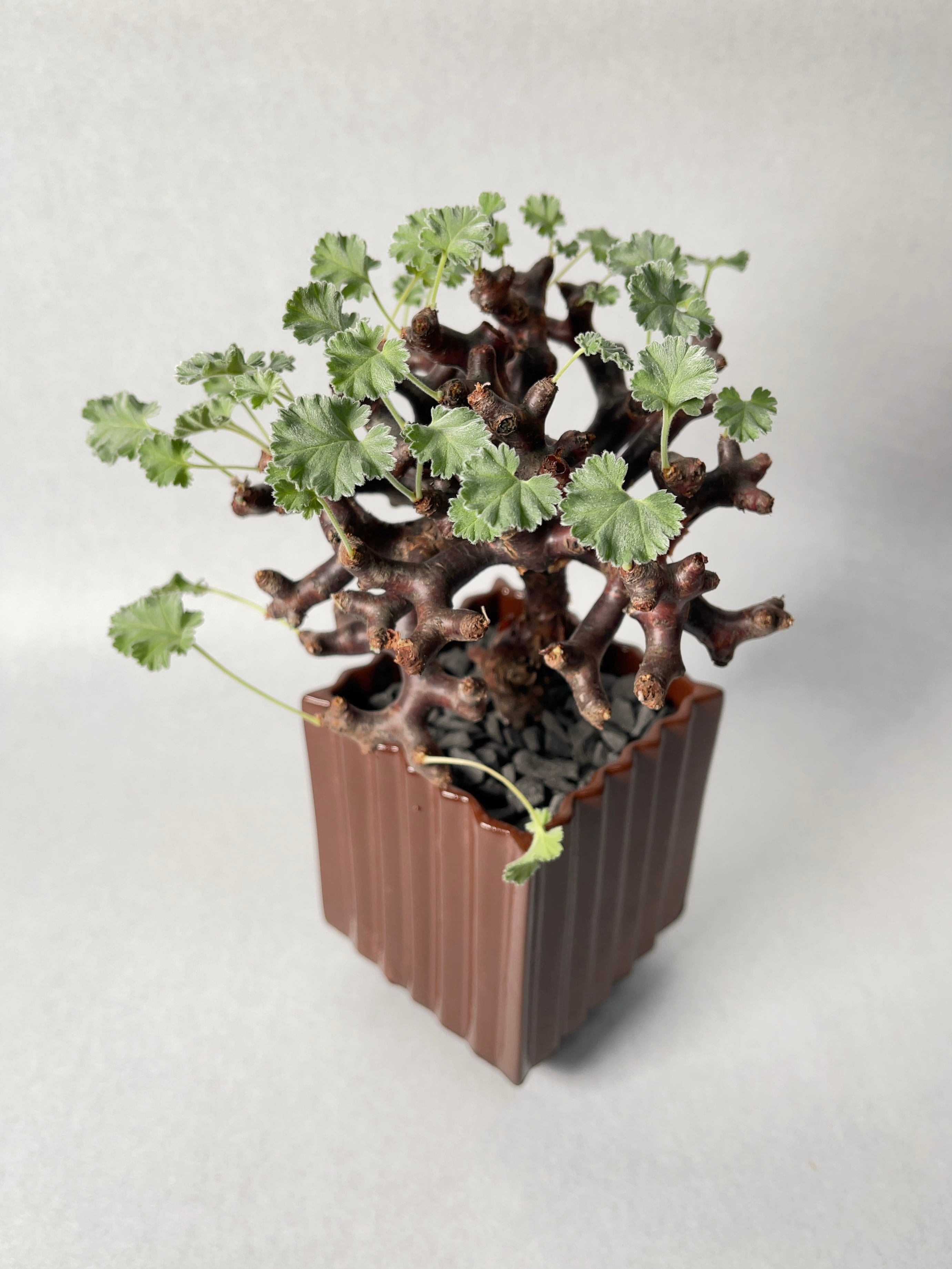 ペラルゴニウム　ミラビレ ☆特価☆コーデックス：ペラルゴニウム ミラビレ*幅45cm 現品！一品