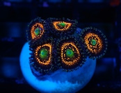 SelectionBaliShip Zoanthus NoName 2