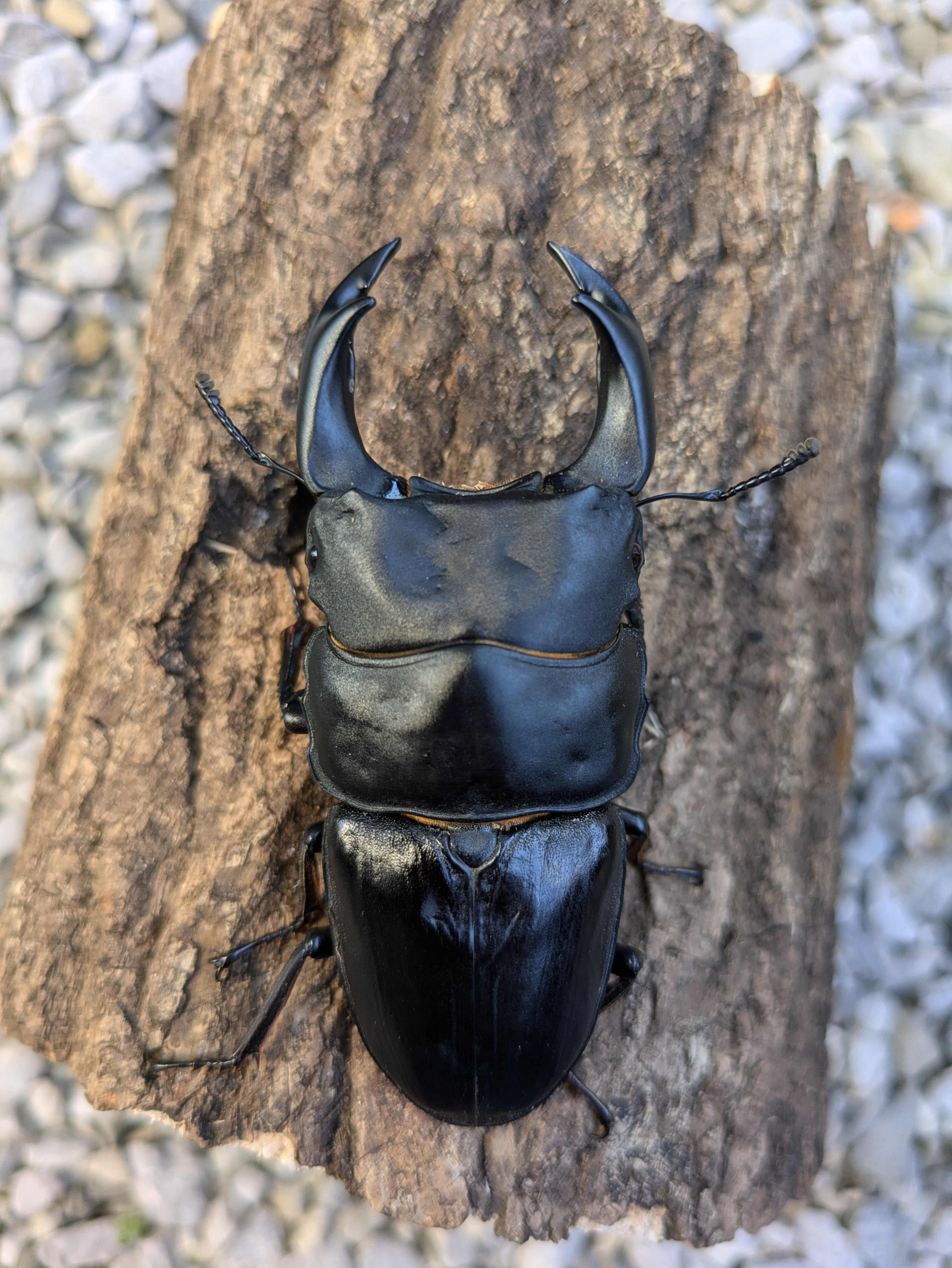 2771 外国切手 カナダ 2007年 昆虫 シリーズ 5種完 小型切手 未使用 2771 外国切手 カナダ 2007年 昆虫 シリーズ 5種完 小型切手 未